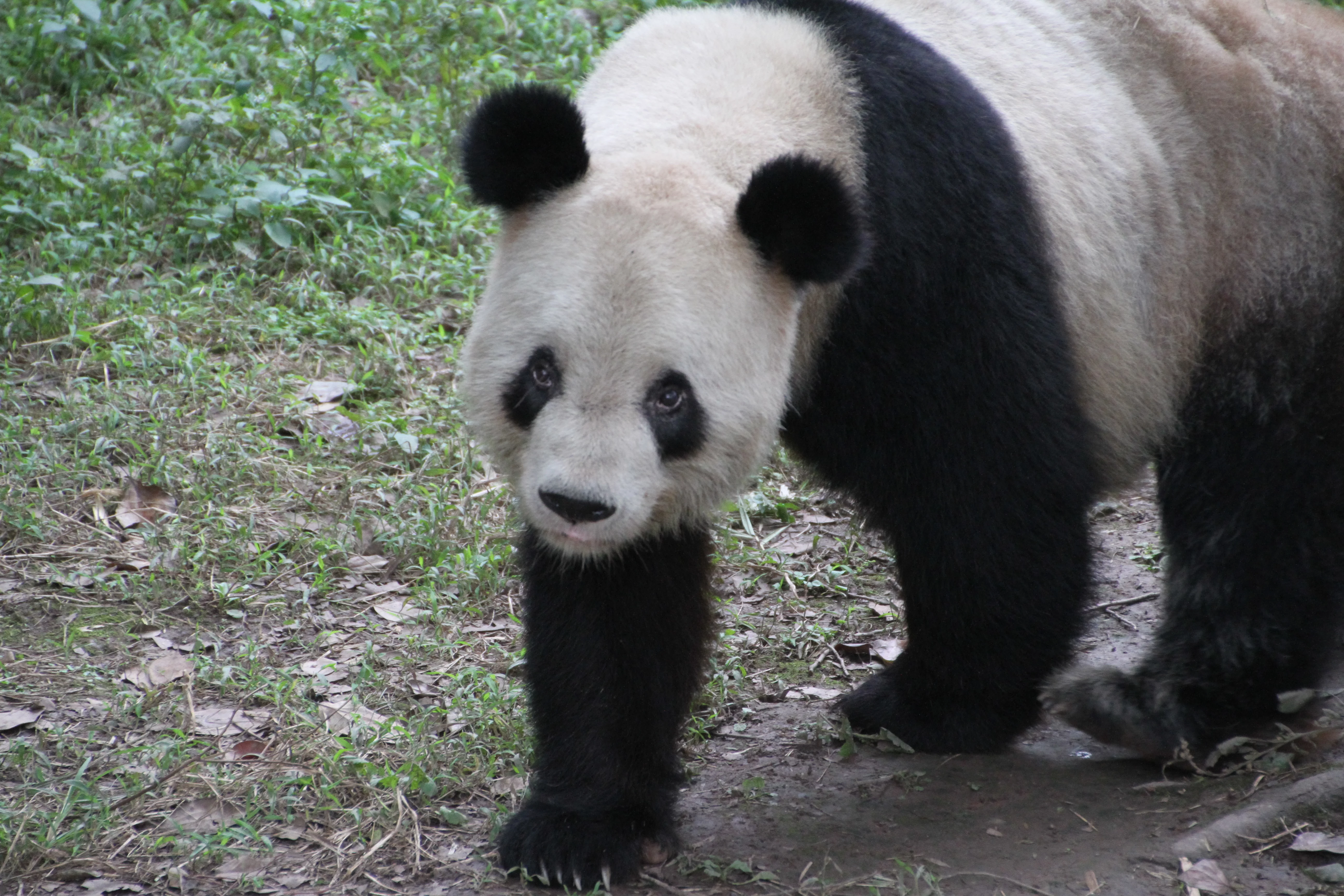 Chongqing Zoo