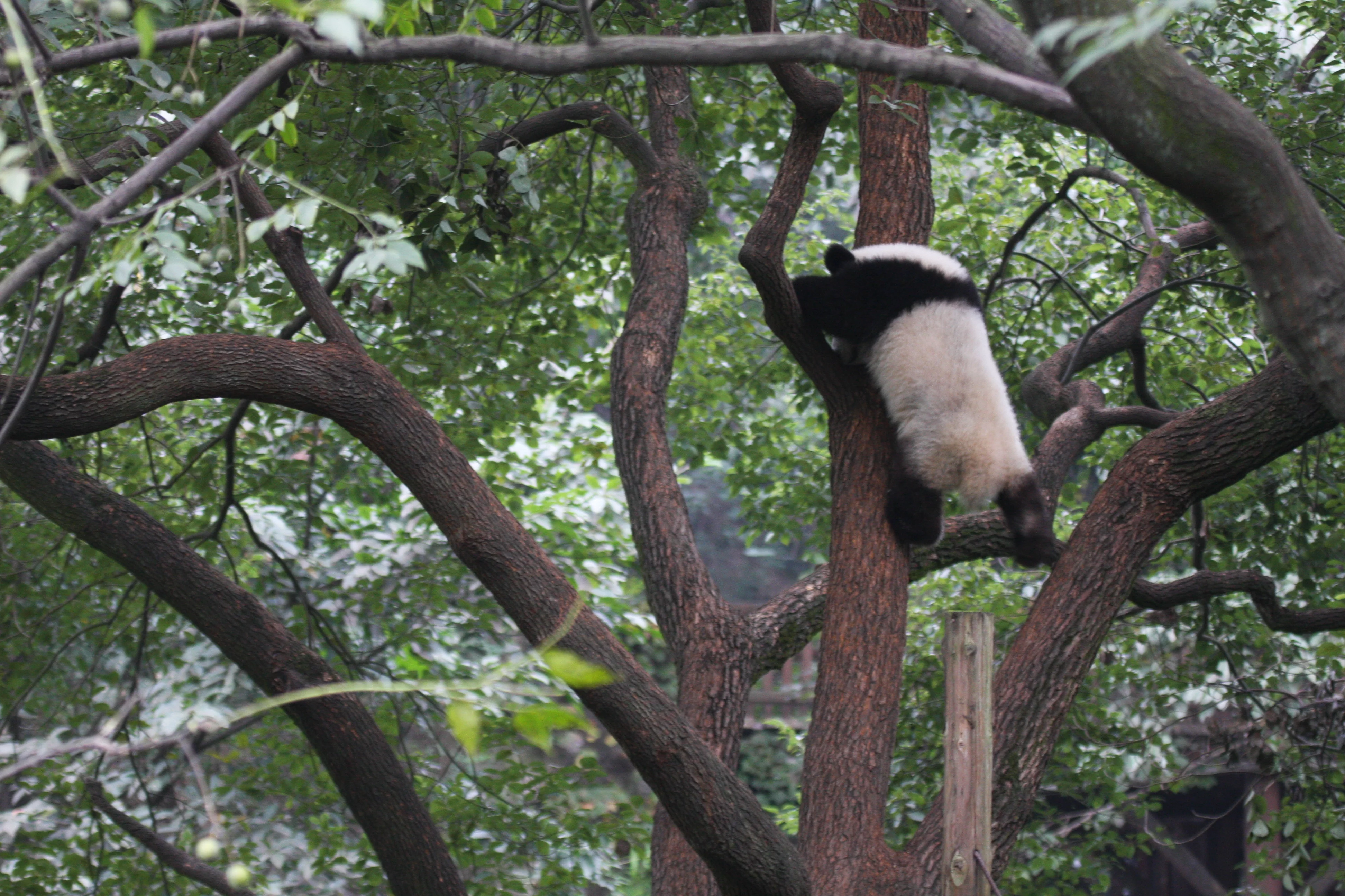 Chongqing Zoo