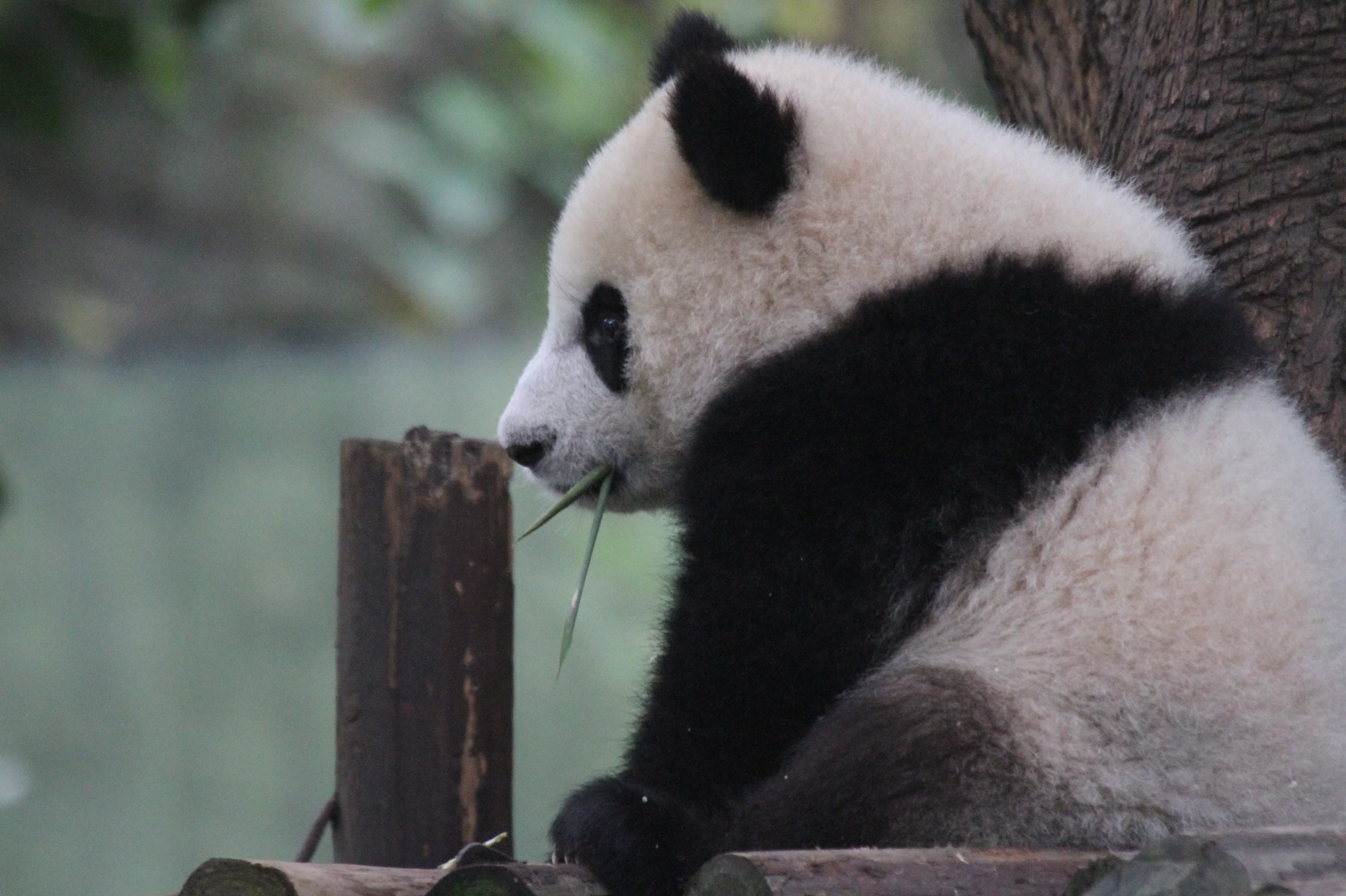 Chongqing Zoo