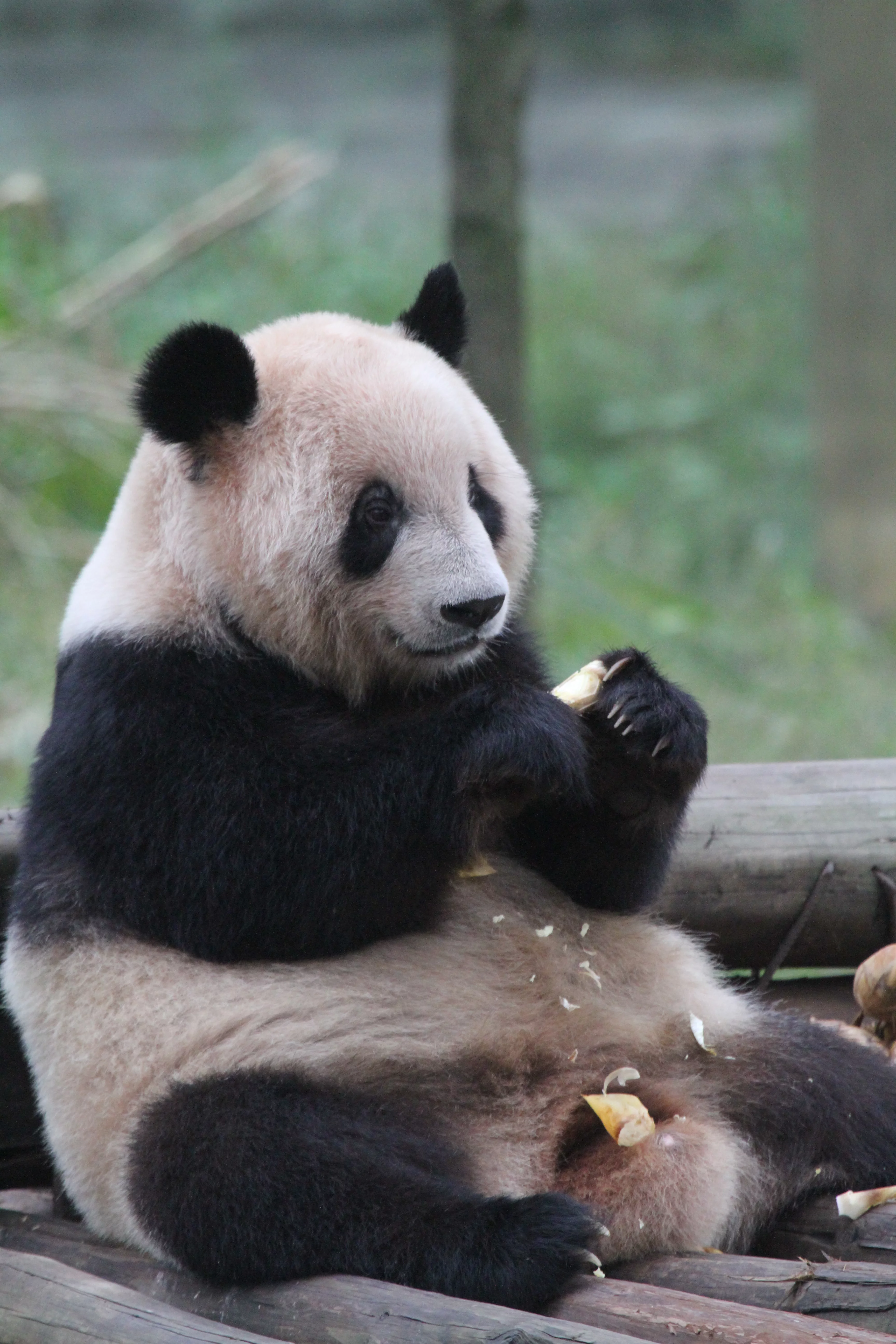 Chongqing Zoo