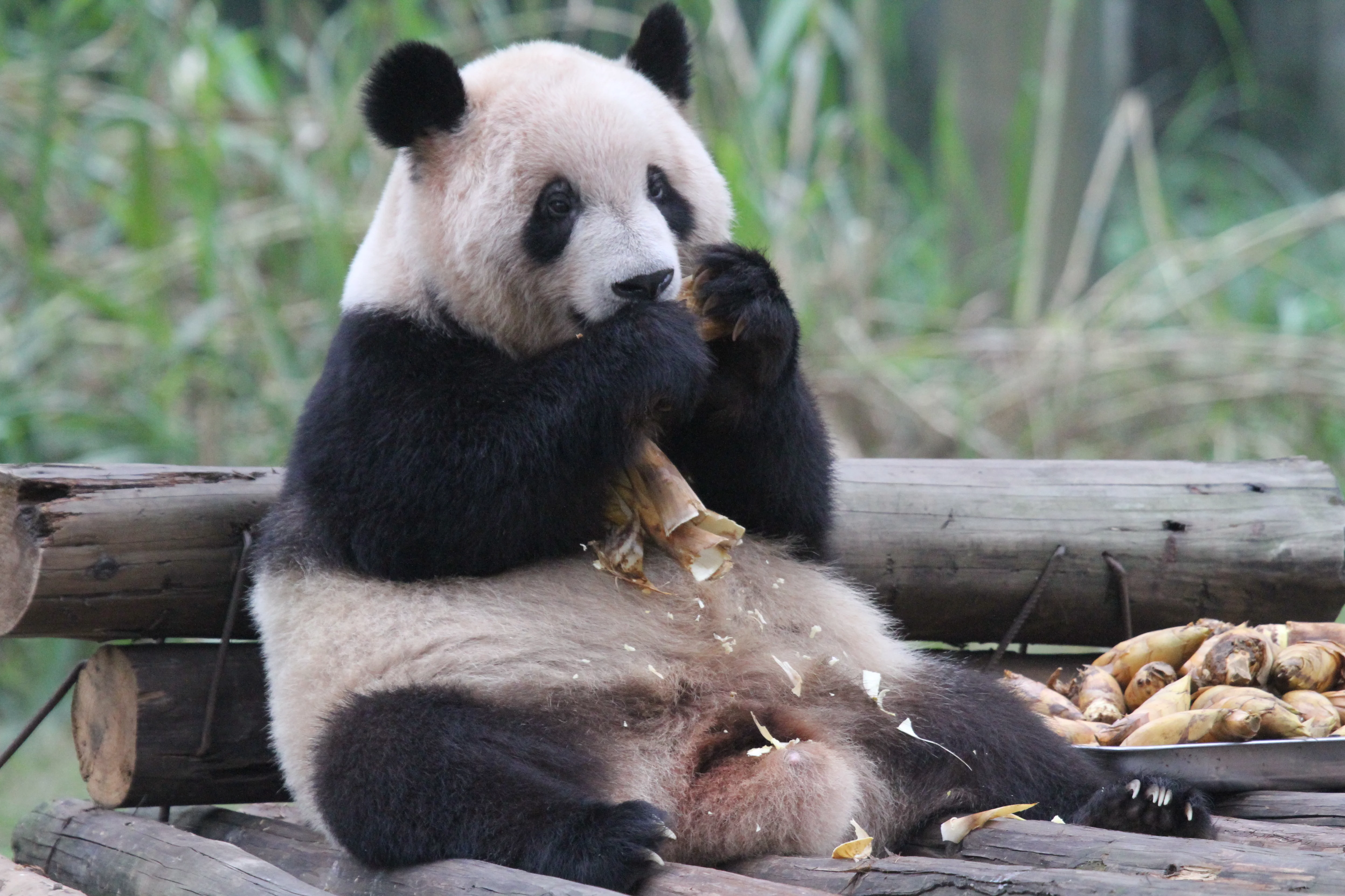 Chongqing Zoo