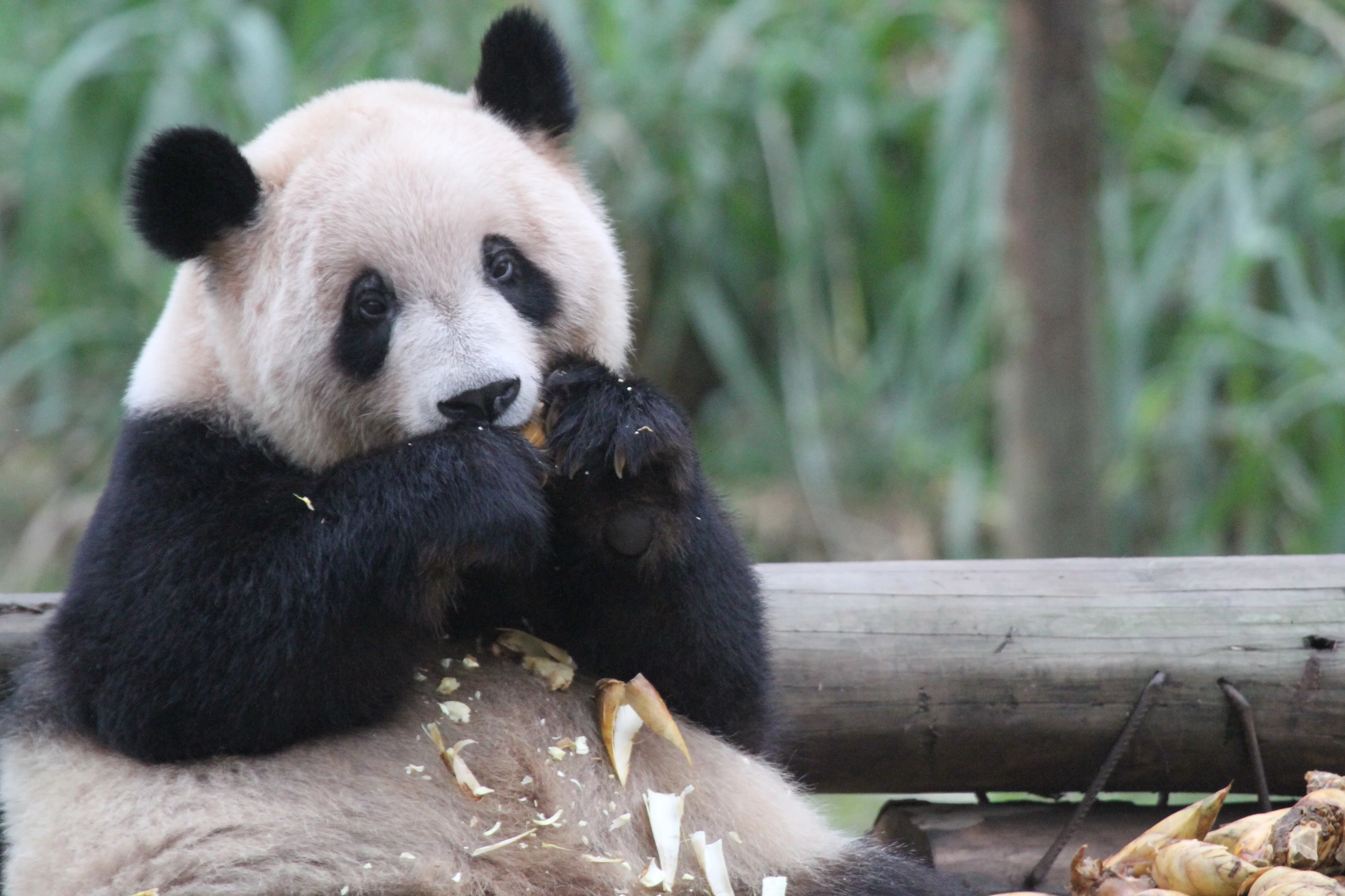 Chongqing Zoo