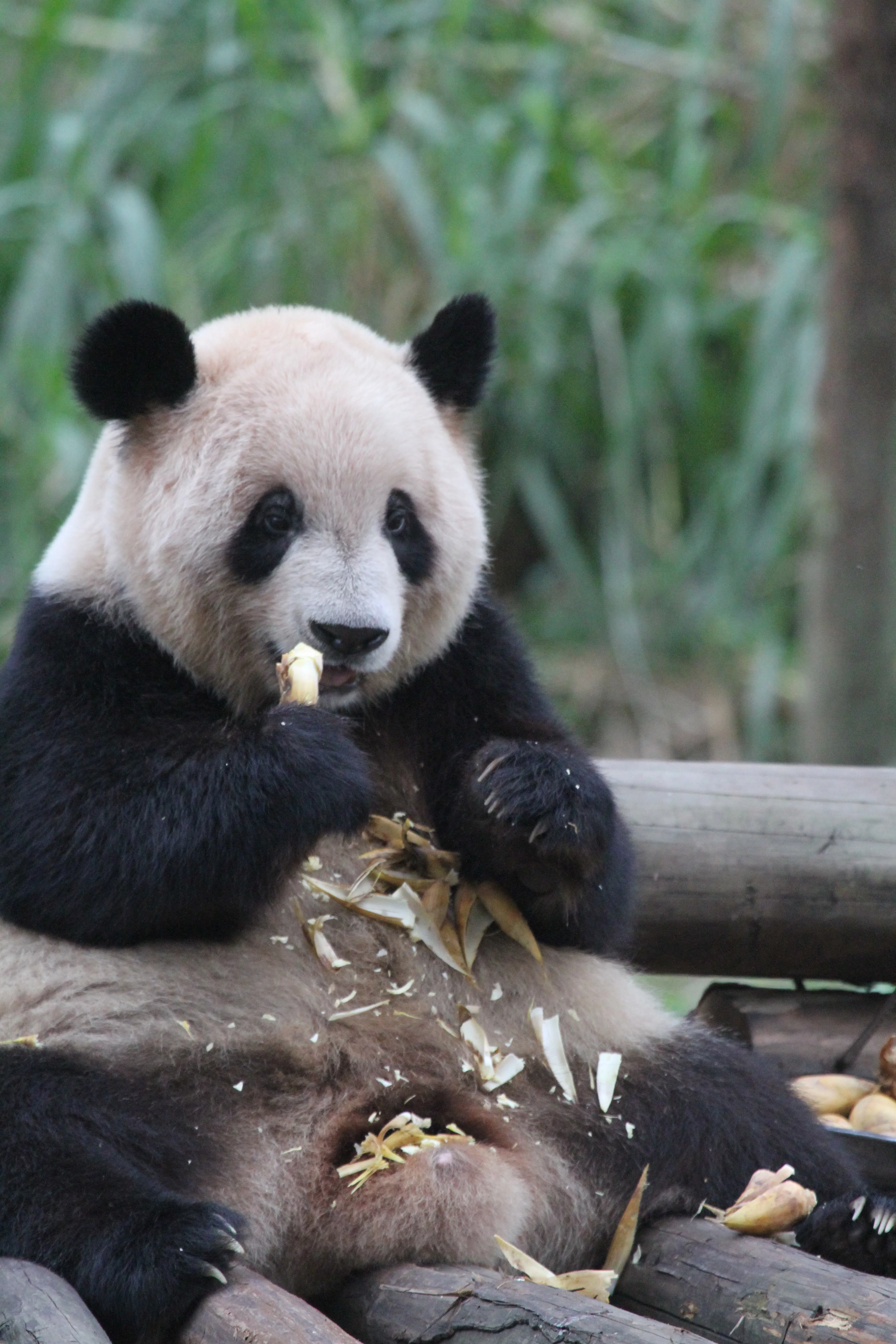 Chongqing Zoo