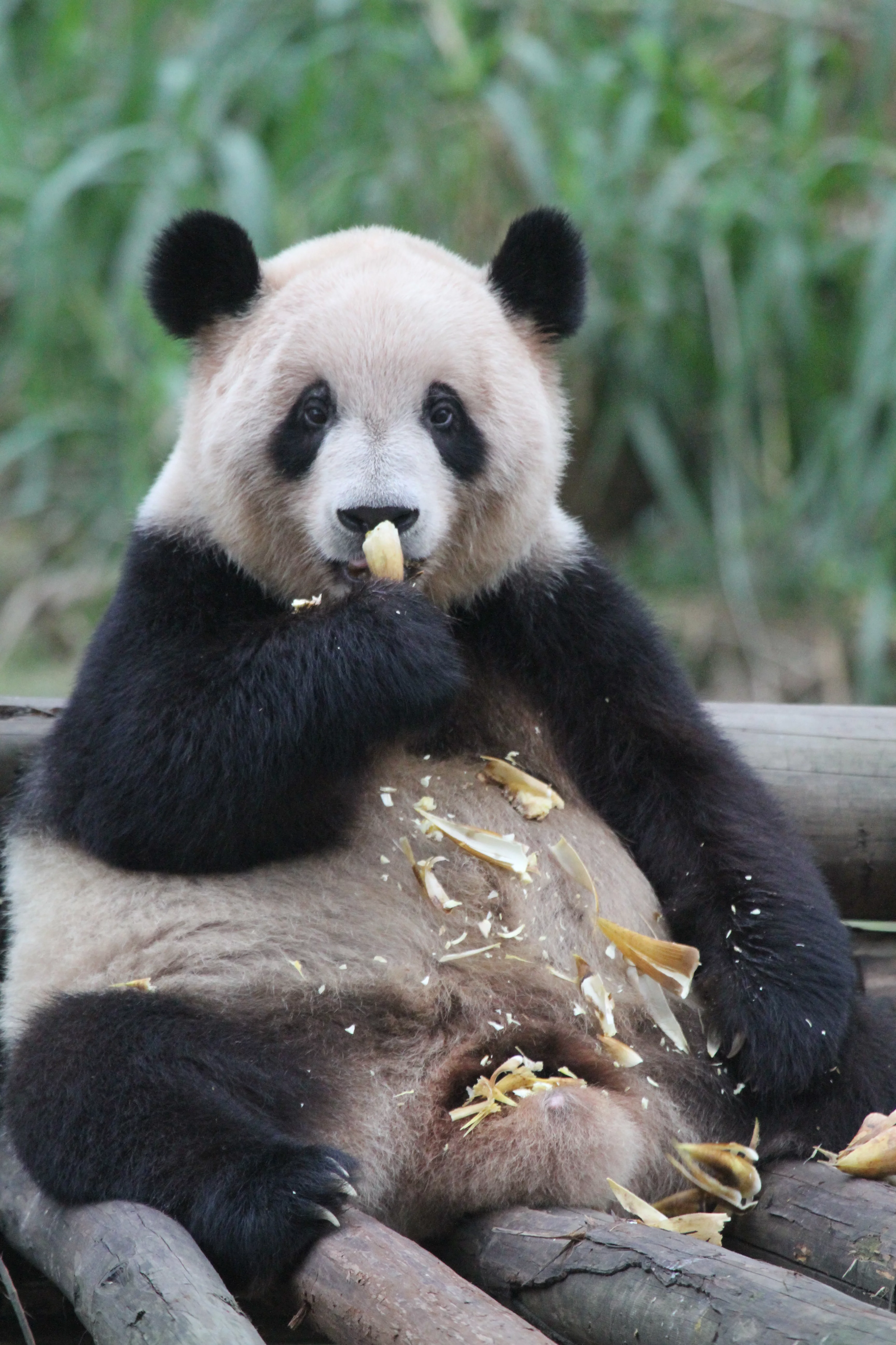 Chongqing Zoo