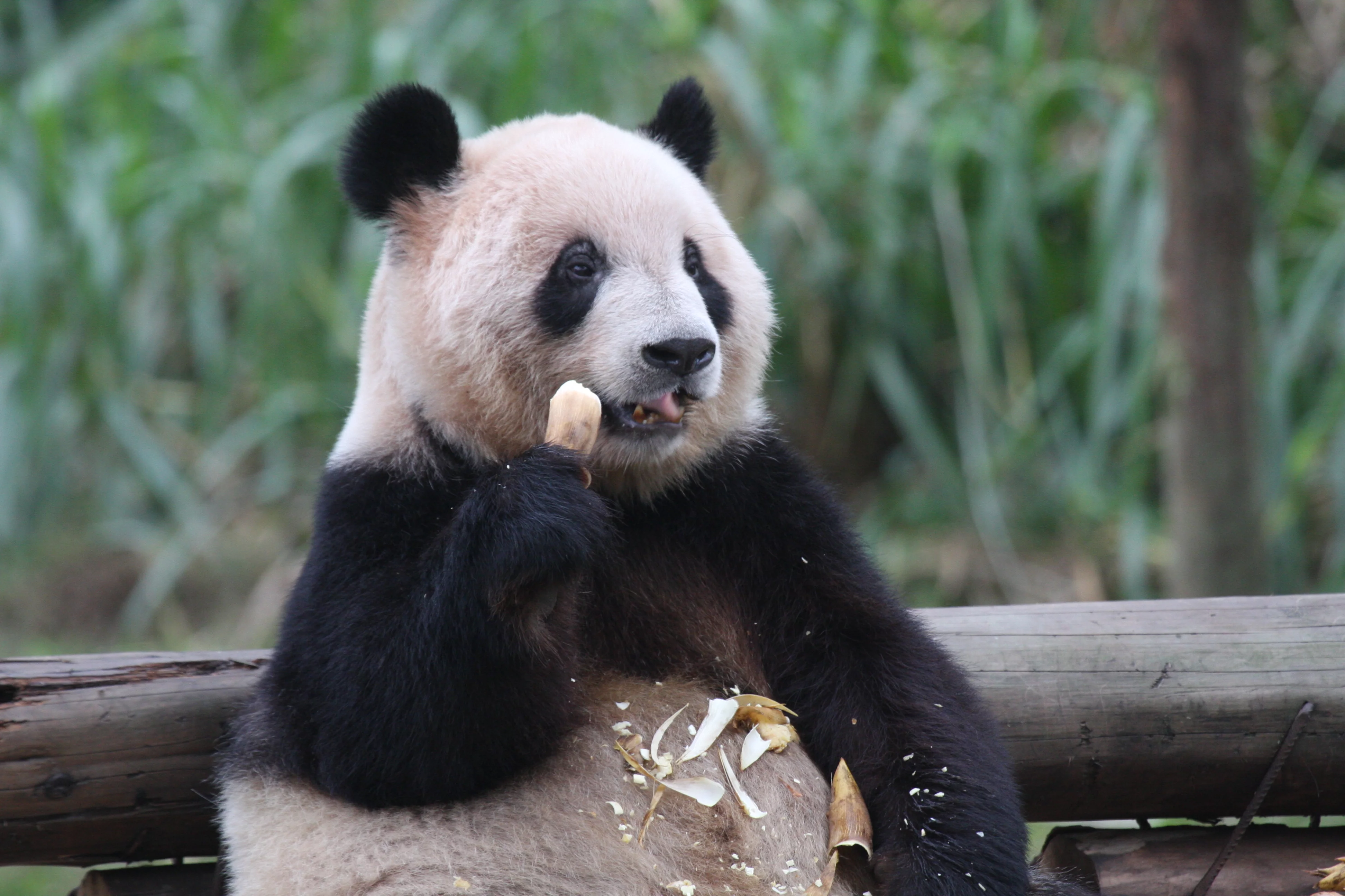 Chongqing Zoo