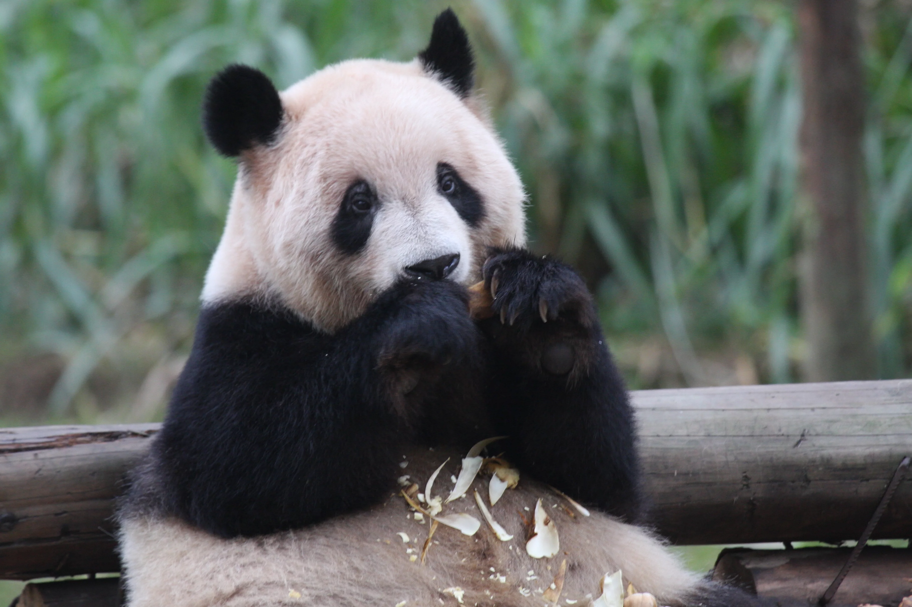 Chongqing Zoo