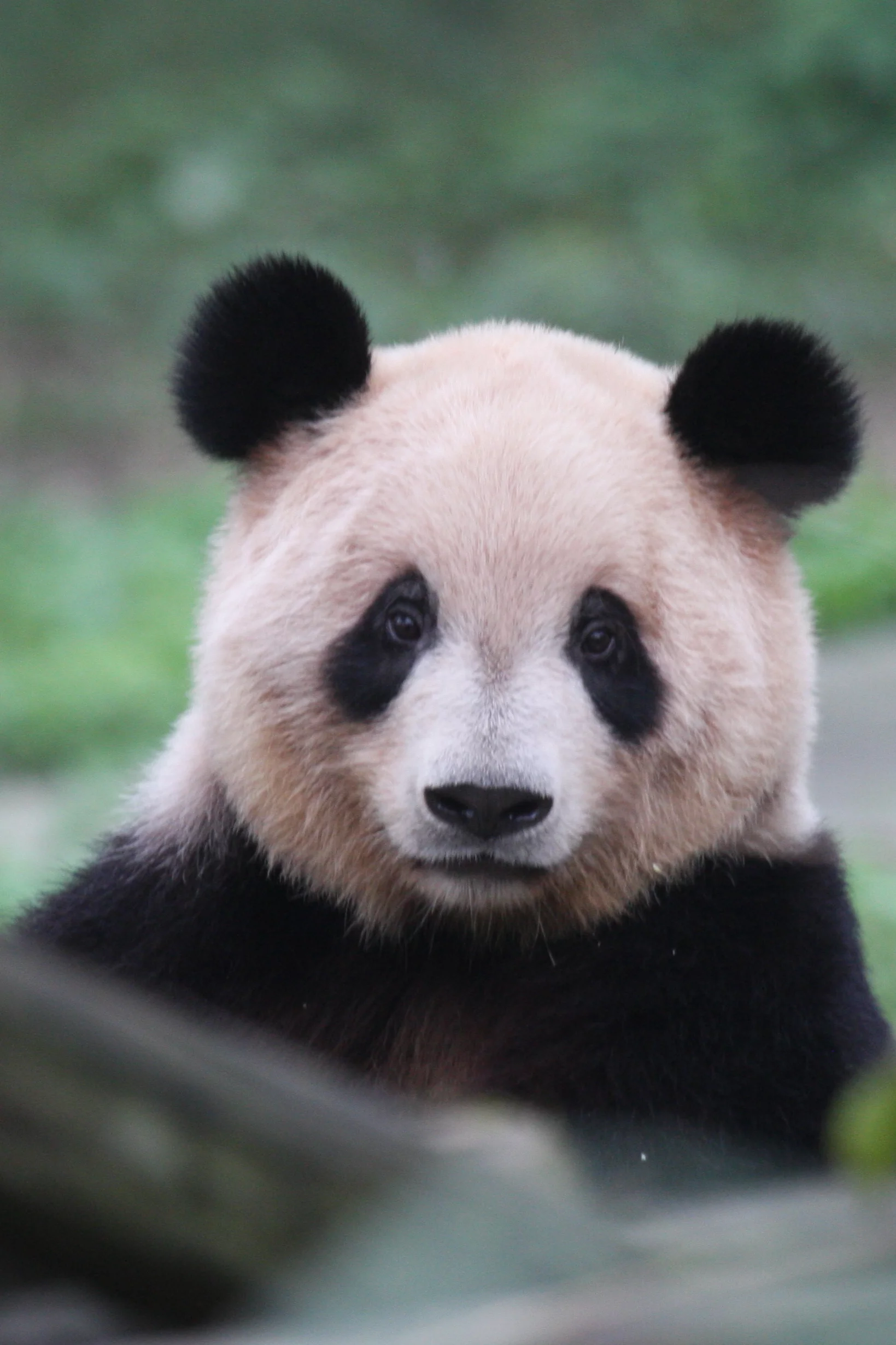 Chongqing Zoo