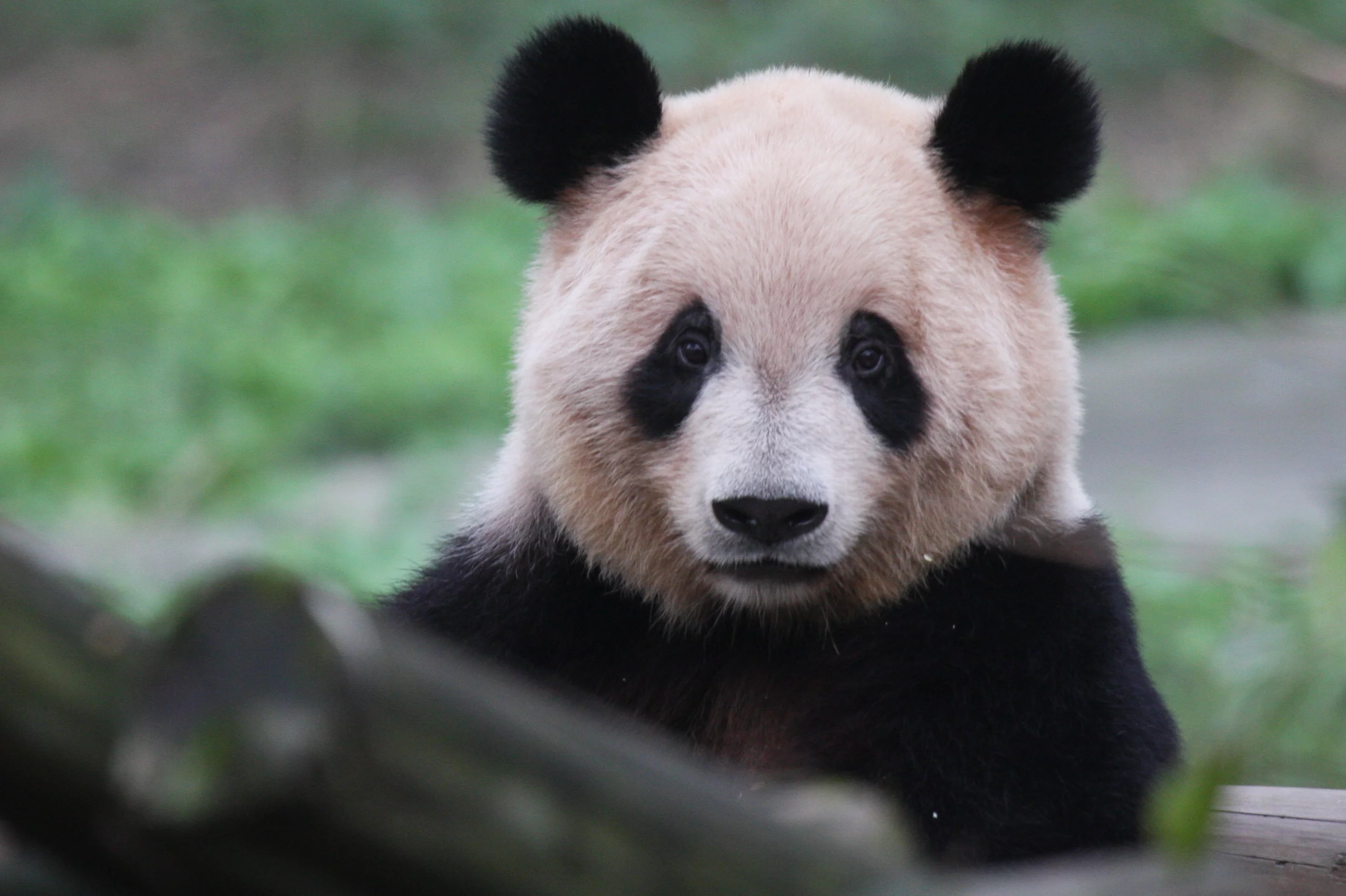 Chongqing Zoo