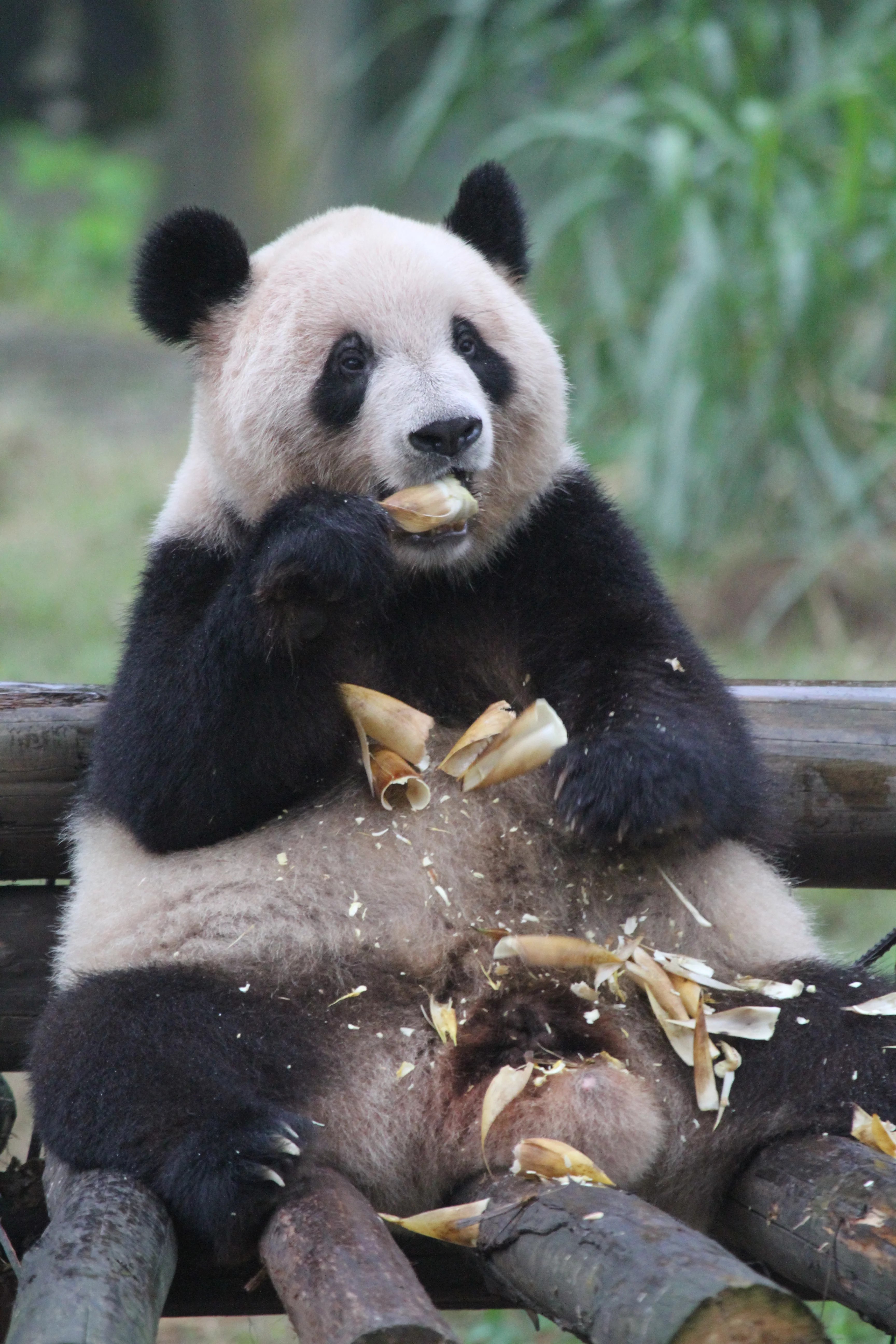 Chongqing Zoo