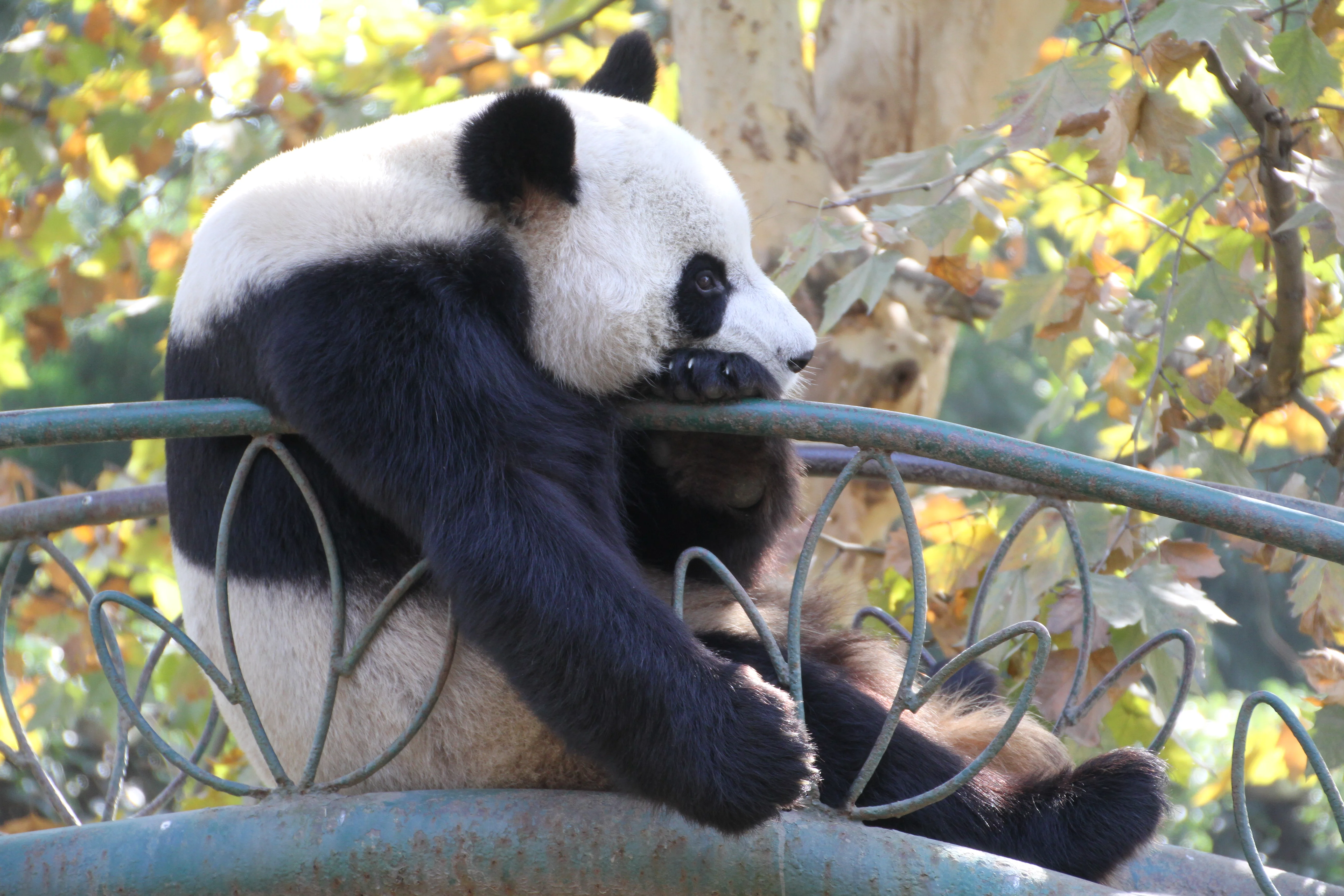 Chengdu Zoo