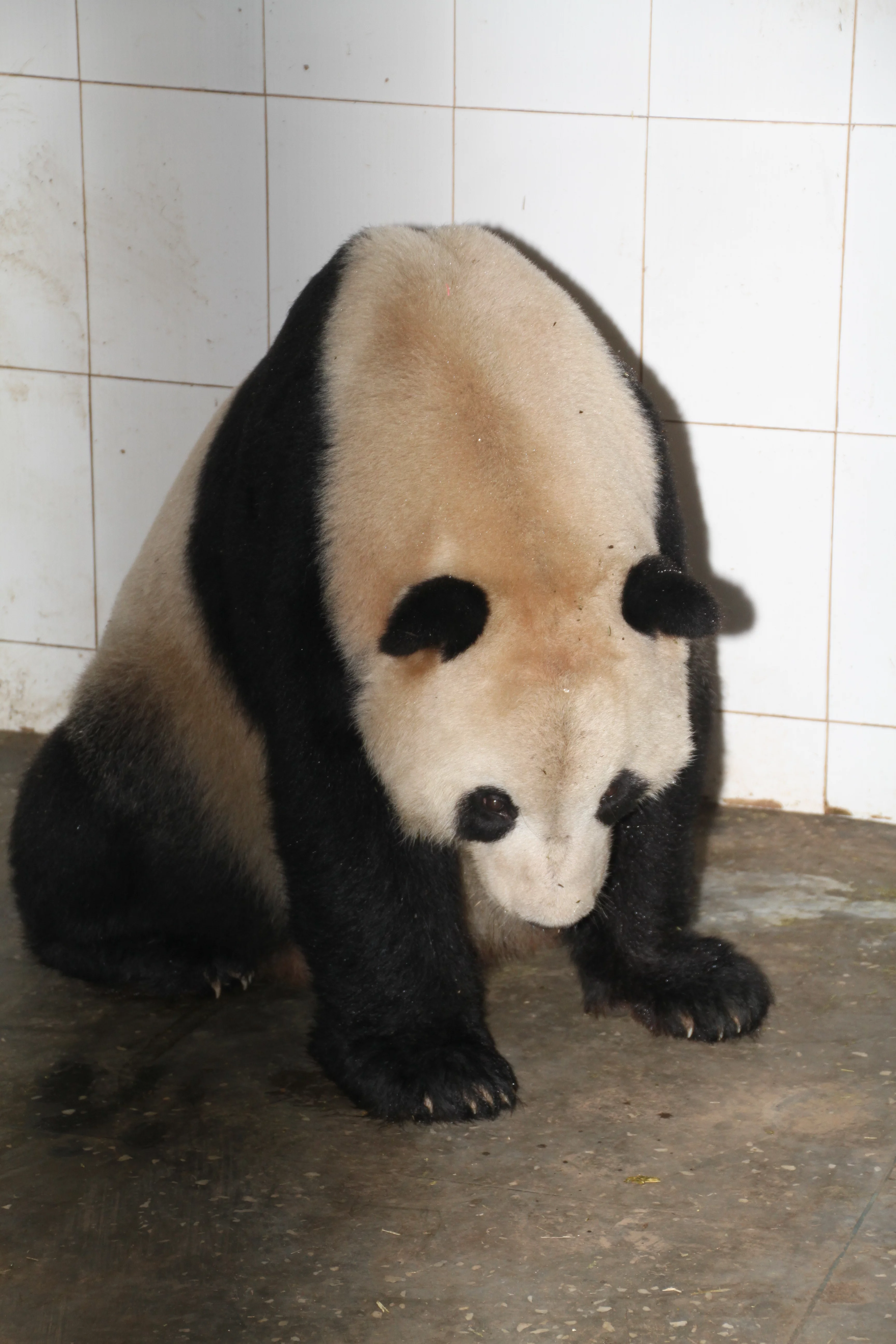 Ya'an Bi Feng Xia Base of CCRCGP