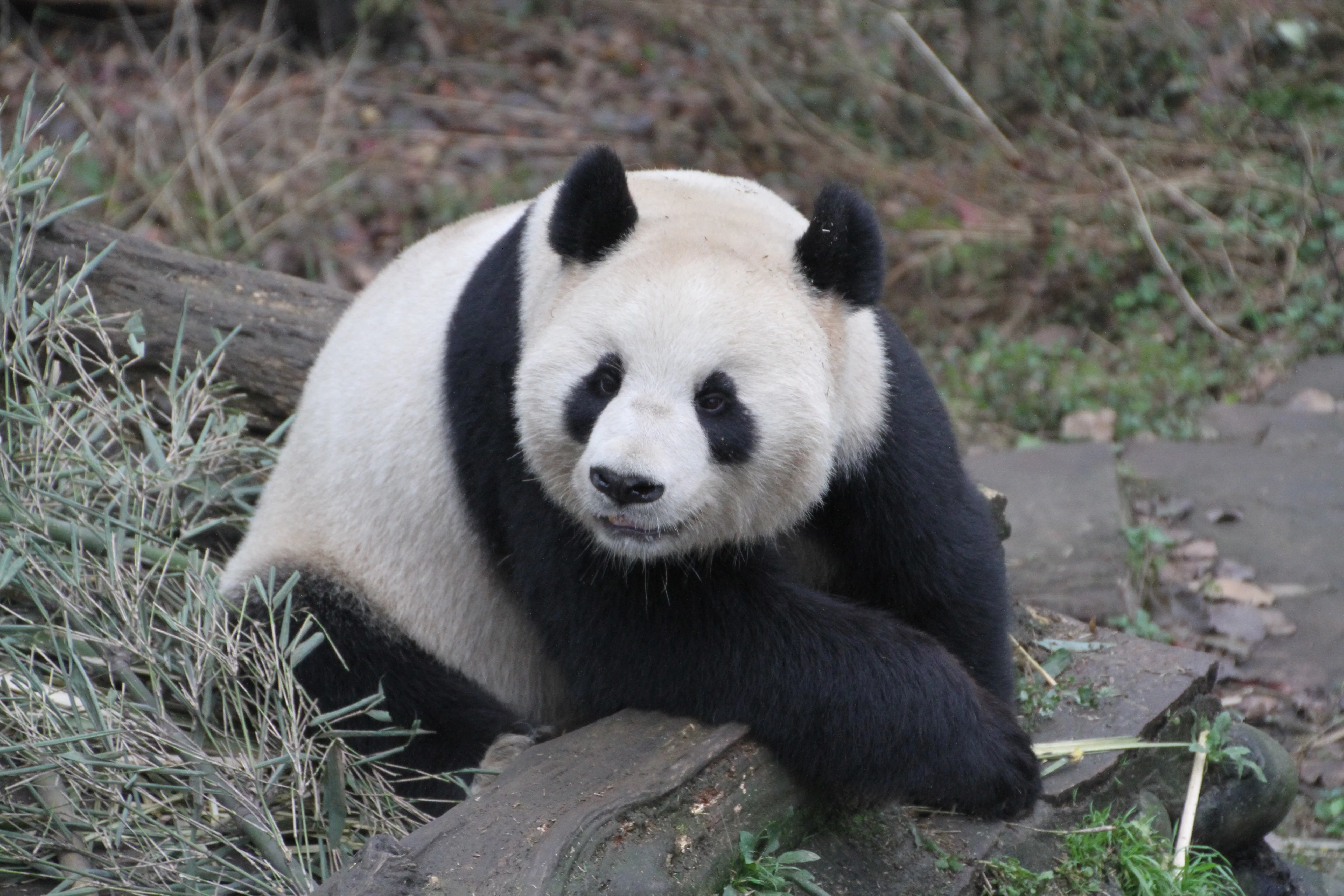 Ya'an Bi Feng Xia Base of CCRCGP