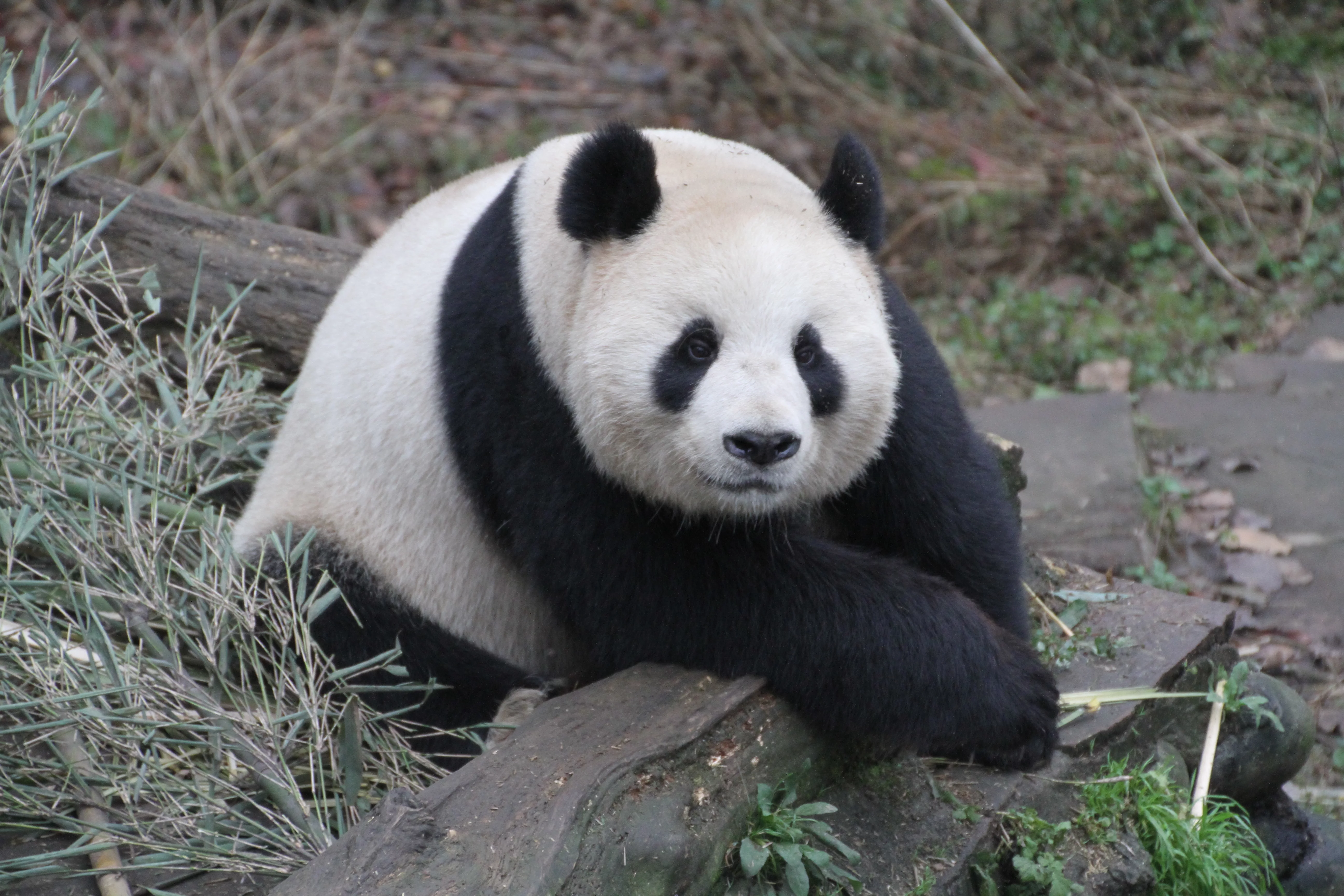 Ya'an Bi Feng Xia Base of CCRCGP