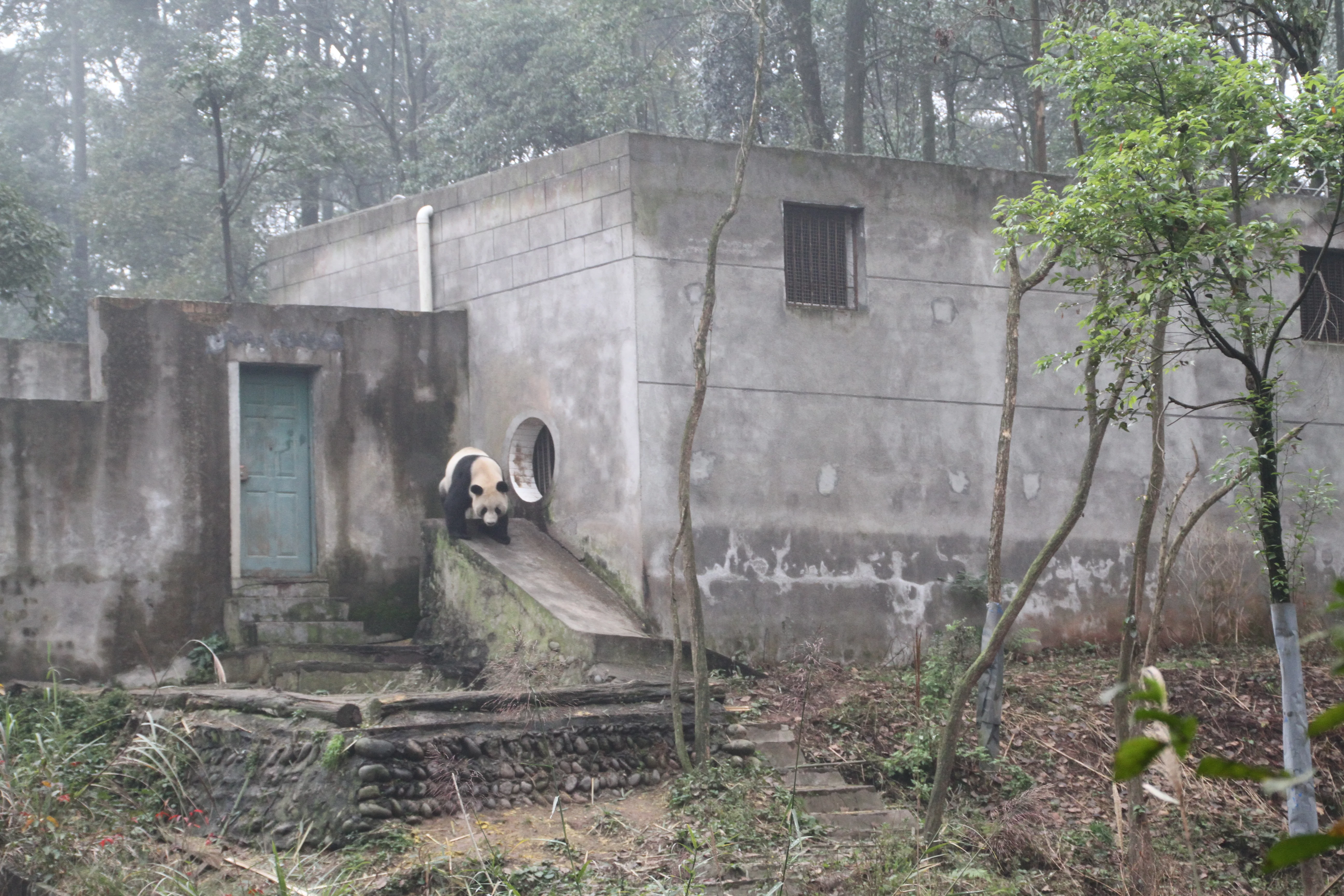 Ya'an Bi Feng Xia Base of CCRCGP