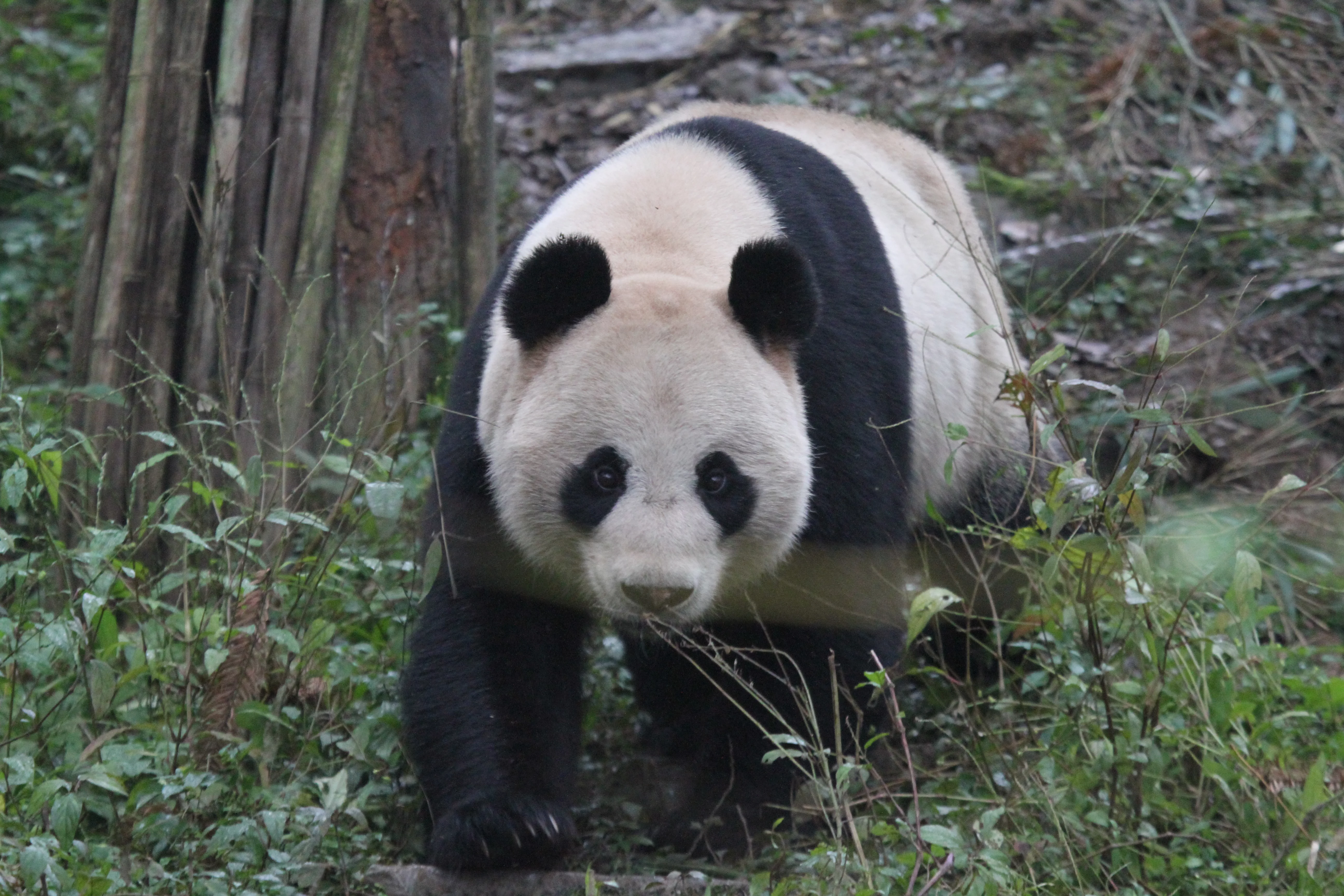 Ya'an Bi Feng Xia Base of CCRCGP