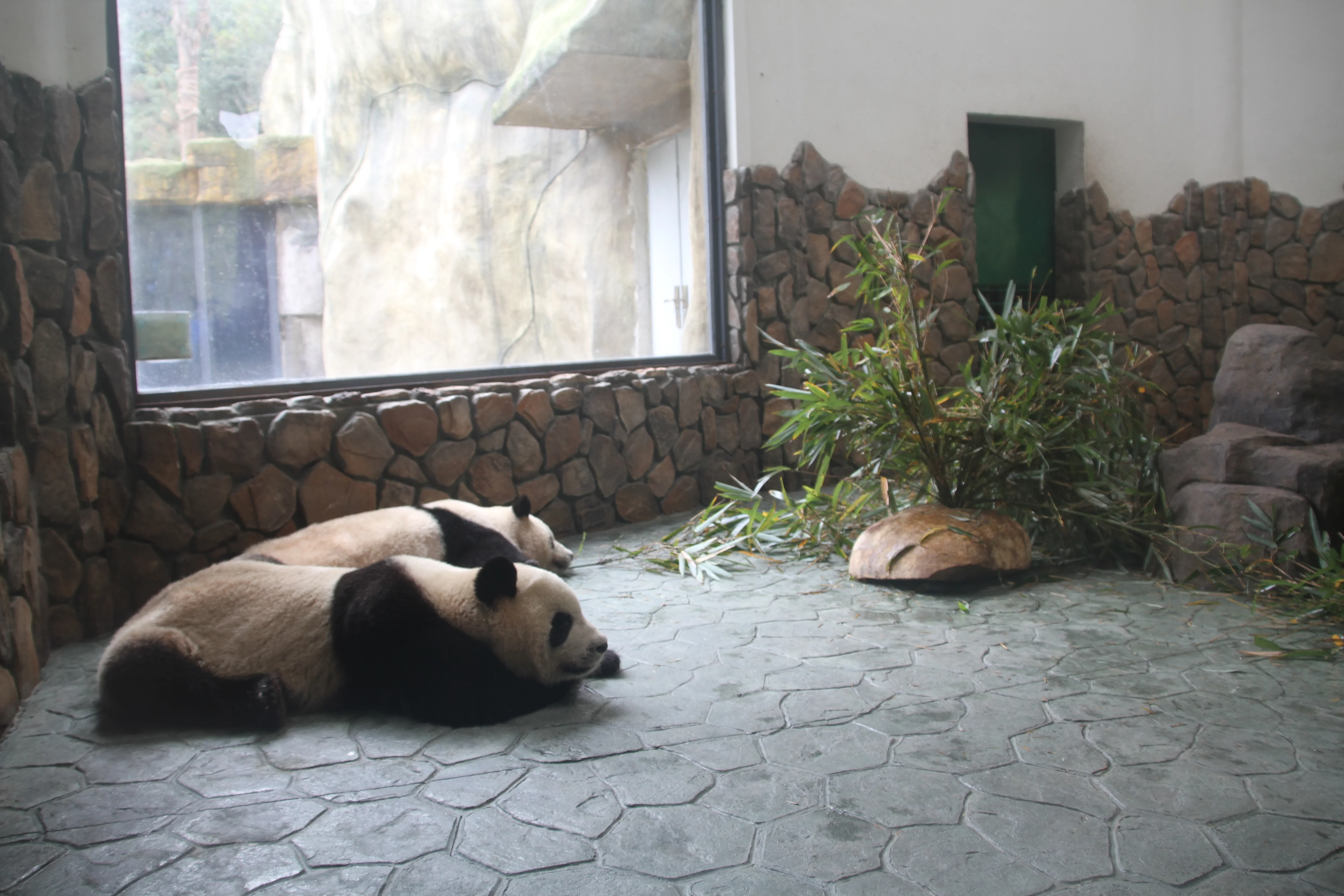 Chengdu Field Research Centre for Giant Pandas of CRBGPB