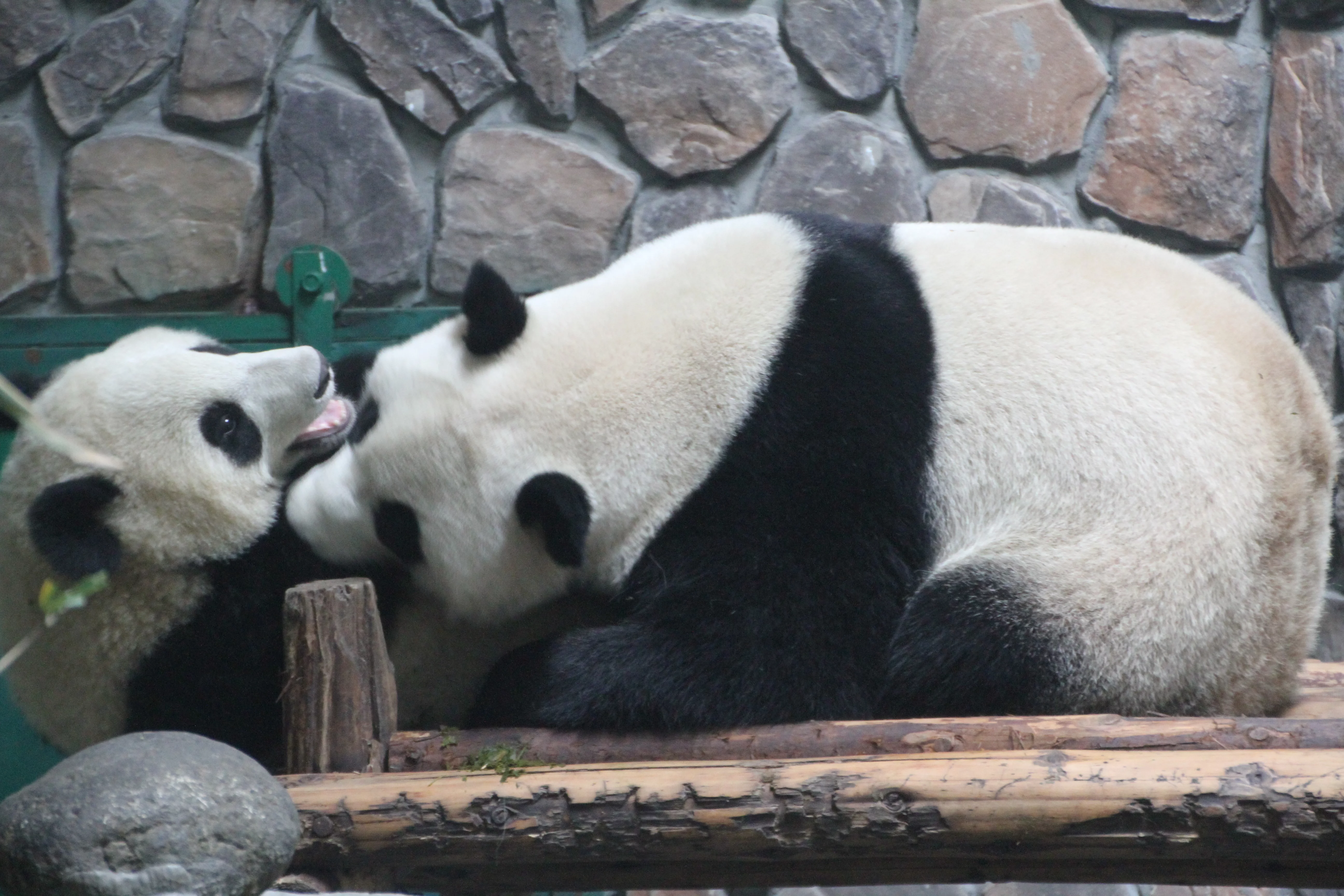 Chengdu Field Research Centre for Giant Pandas of CRBGPB