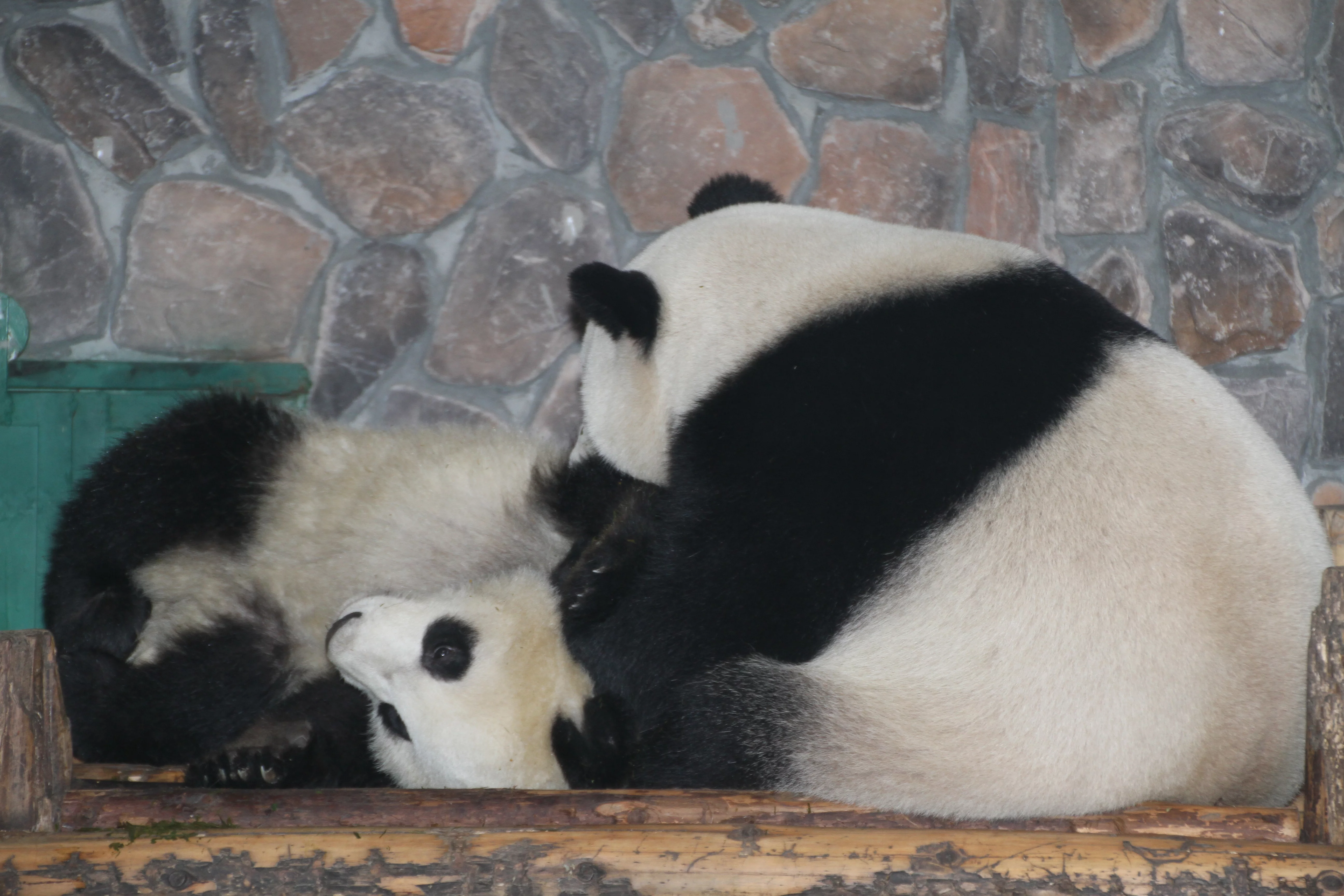 Chengdu Field Research Centre for Giant Pandas of CRBGPB