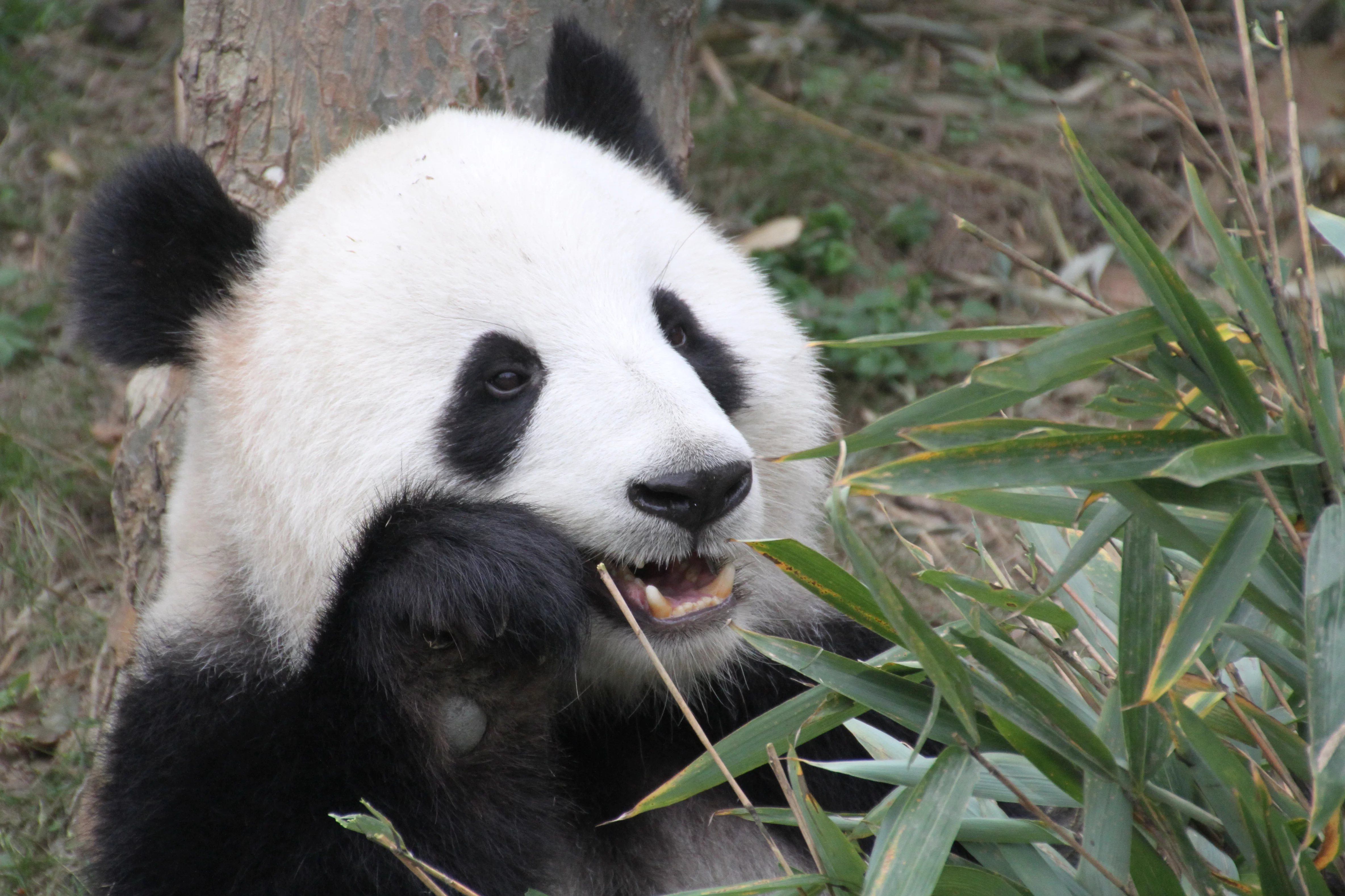 Chengdu Field Research Centre for Giant Pandas of CRBGPB