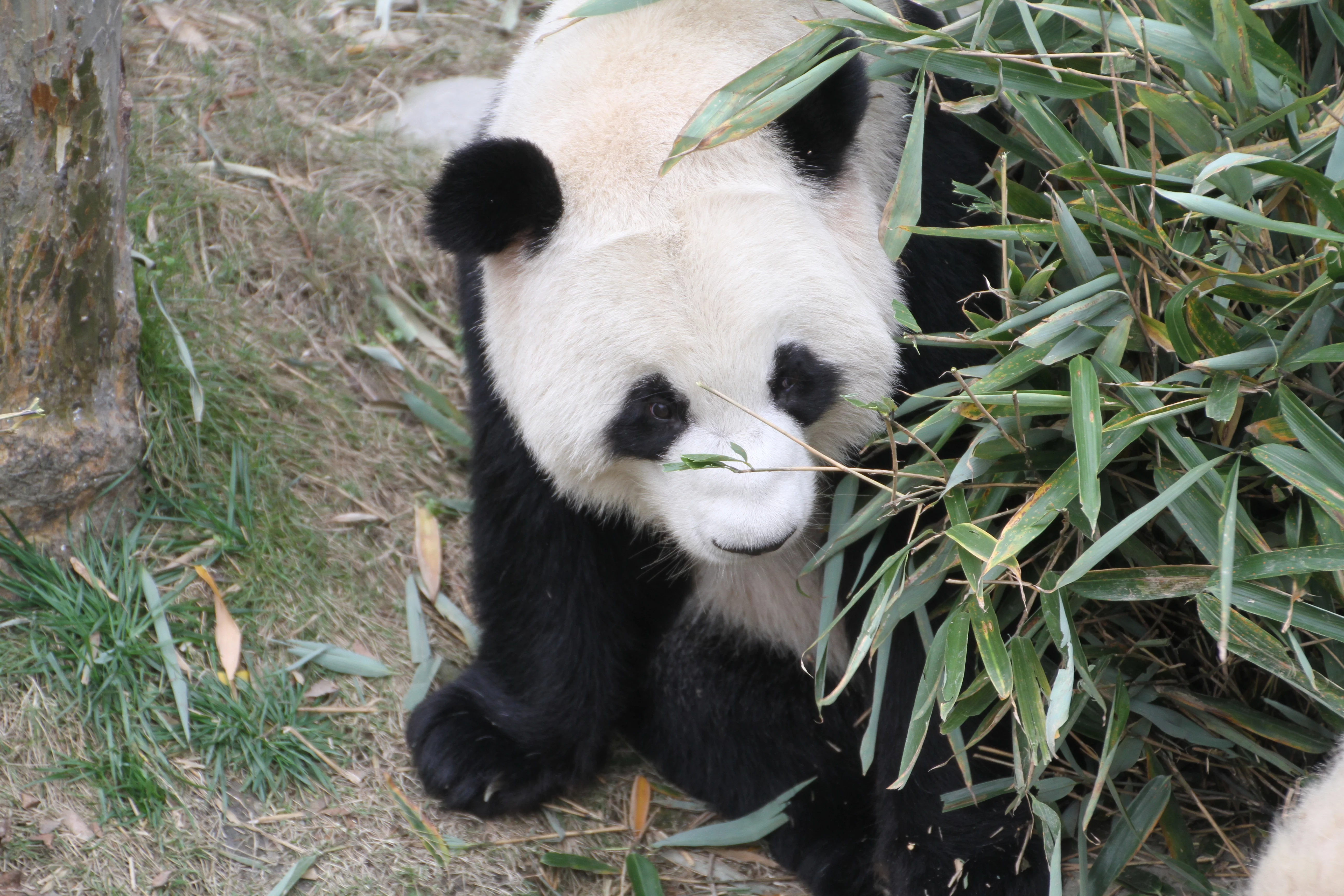 Chengdu Field Research Centre for Giant Pandas of CRBGPB