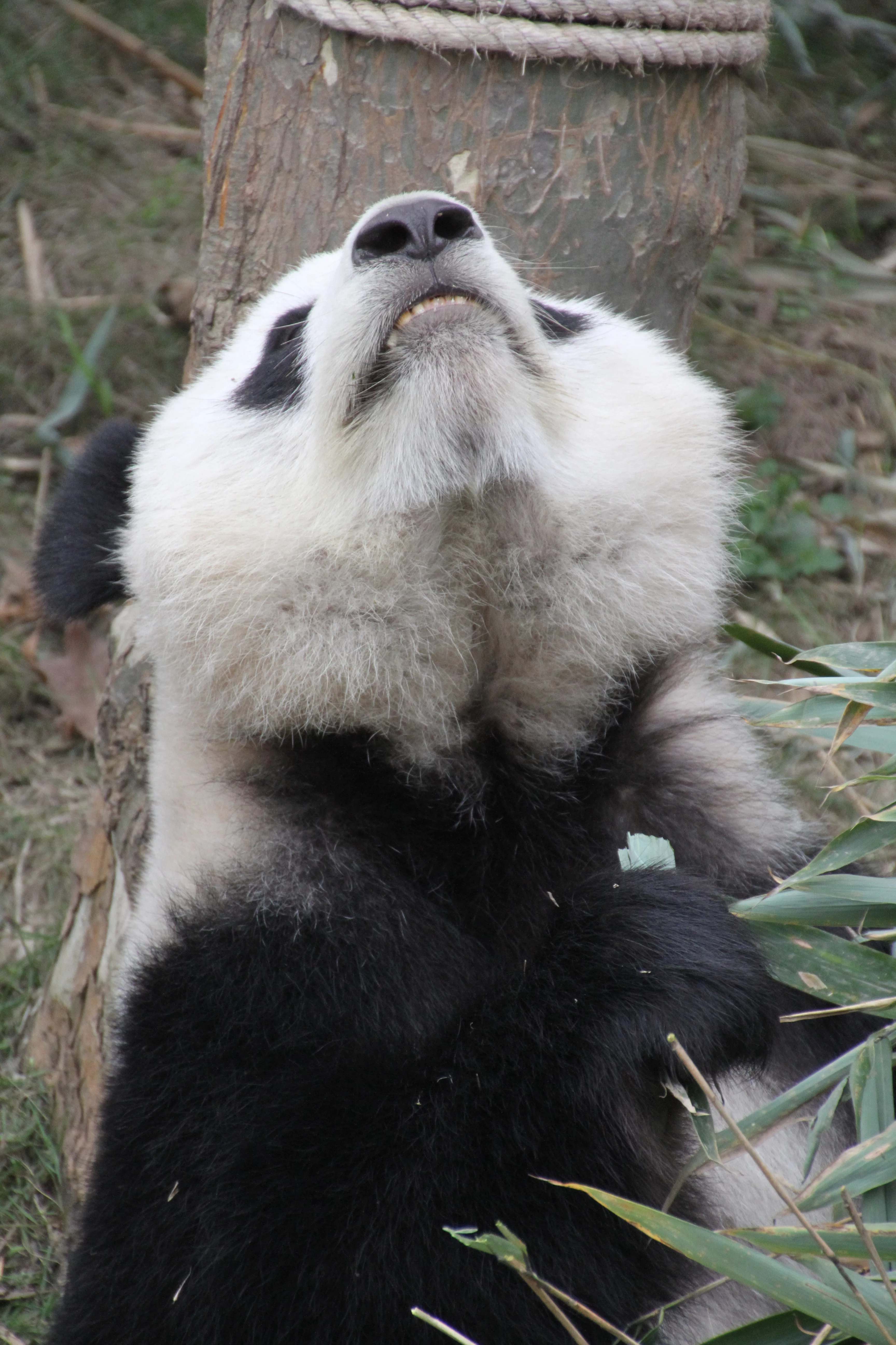 Chengdu Field Research Centre for Giant Pandas of CRBGPB