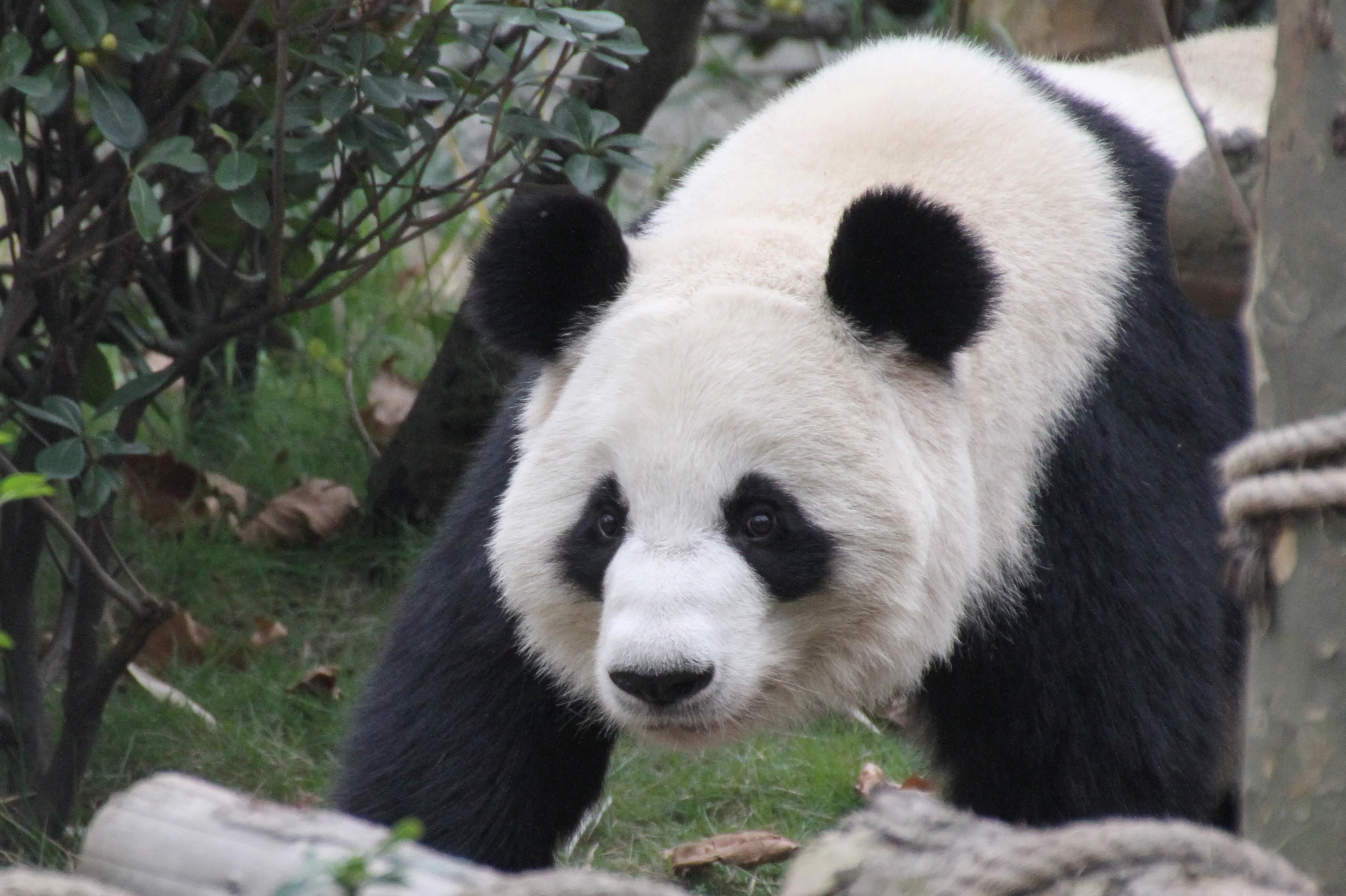 Chengdu Field Research Centre for Giant Pandas of CRBGPB
