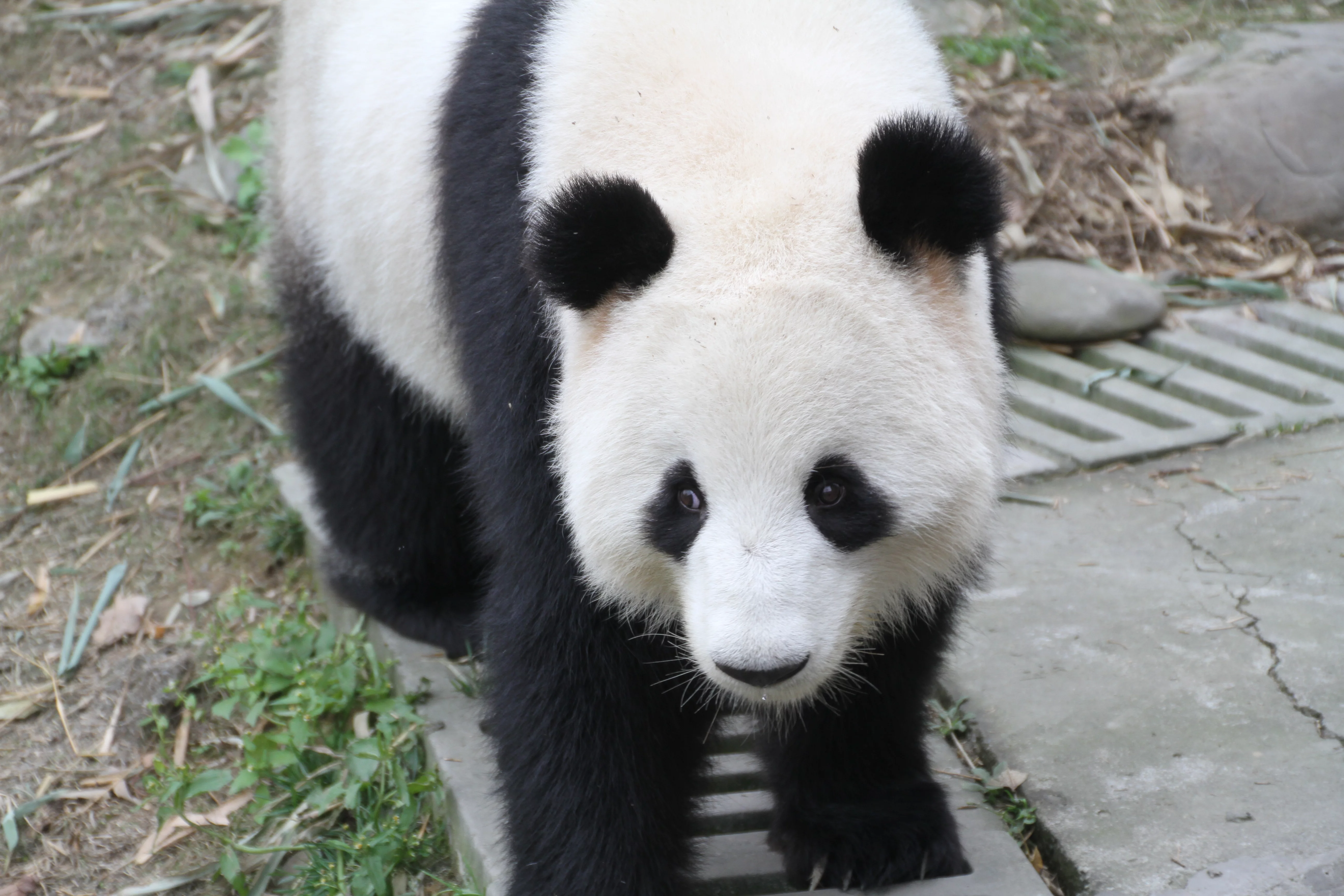 Chengdu Field Research Centre for Giant Pandas of CRBGPB
