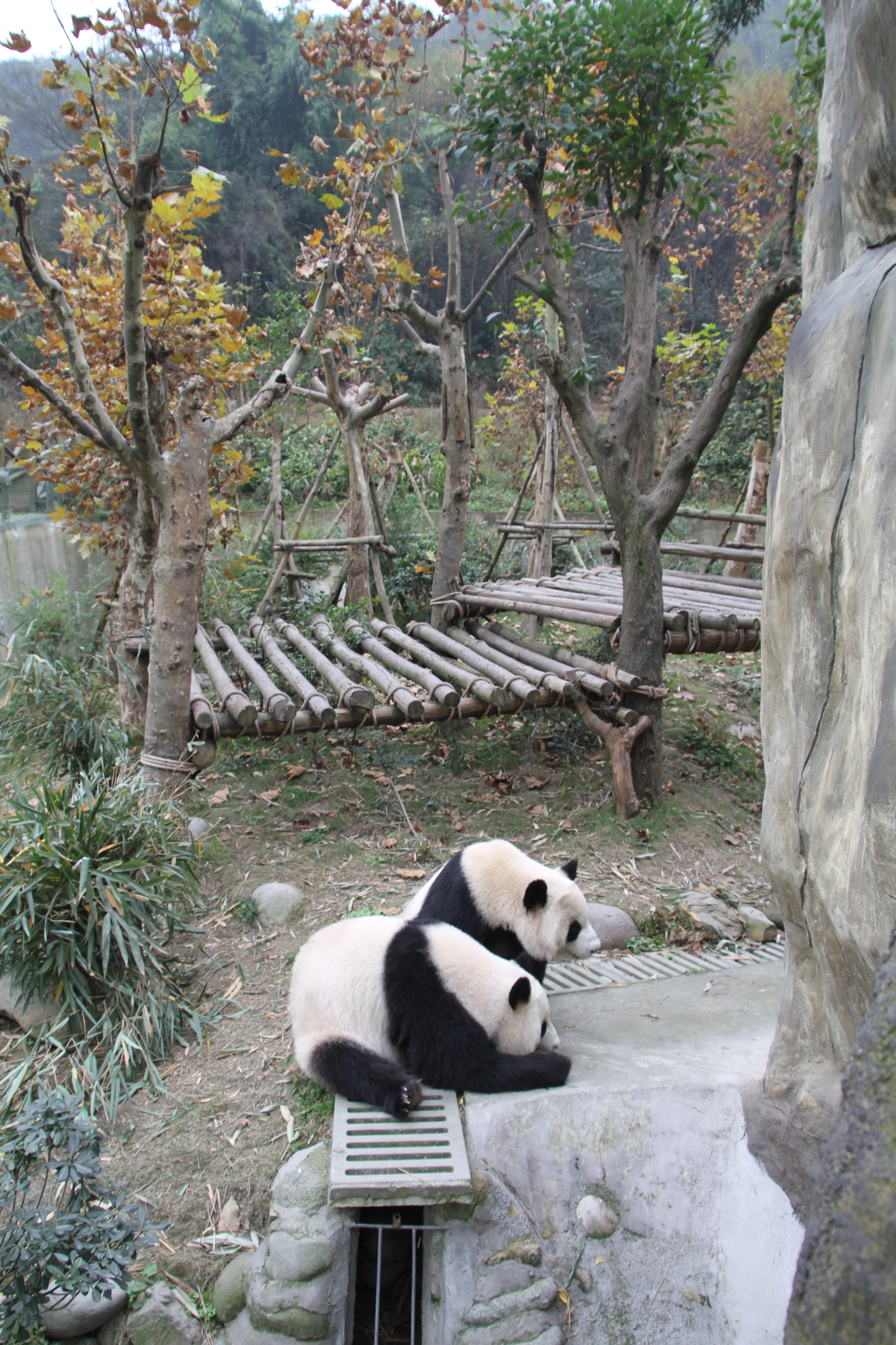 Chengdu Field Research Centre for Giant Pandas of CRBGPB