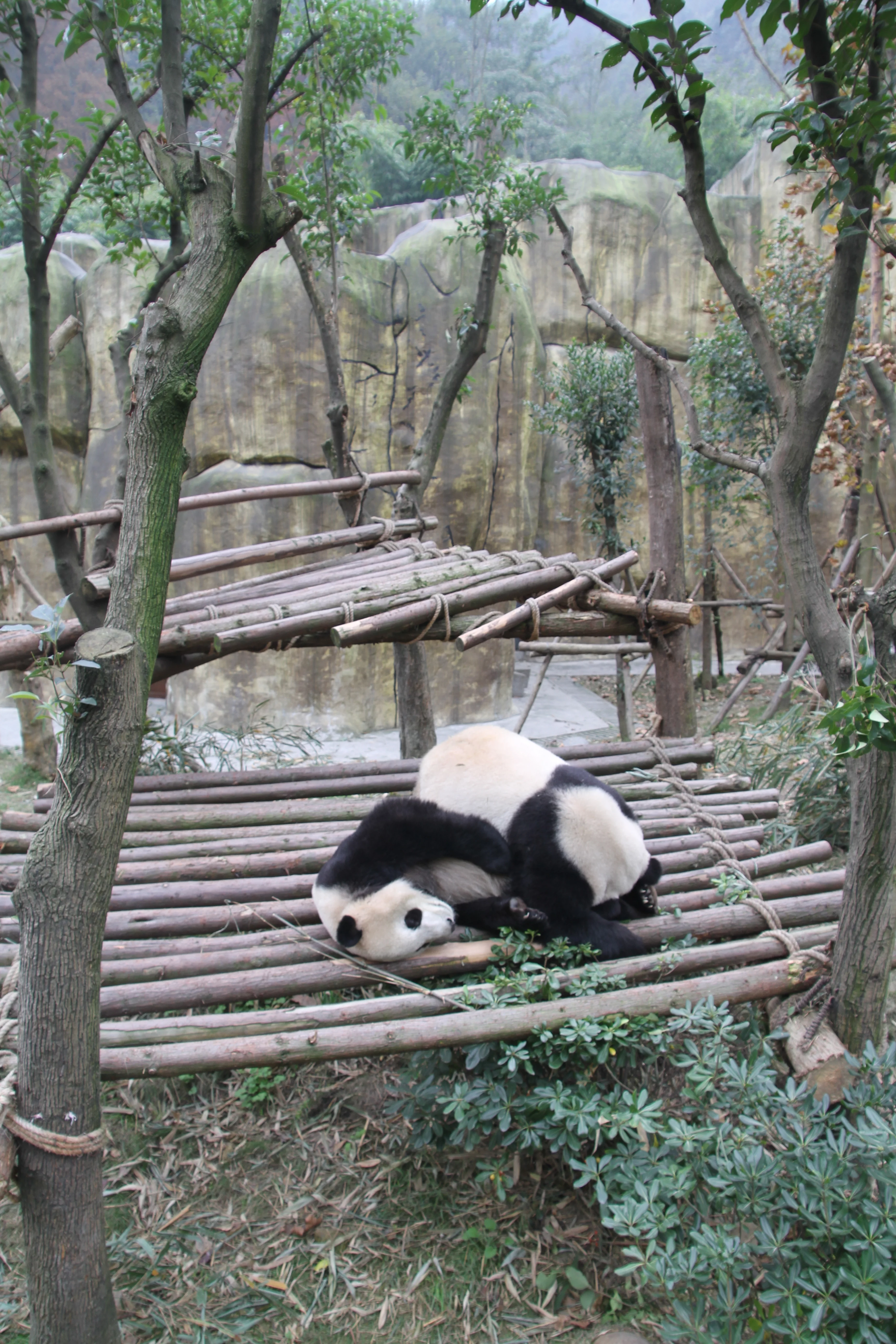 Chengdu Field Research Centre for Giant Pandas of CRBGPB