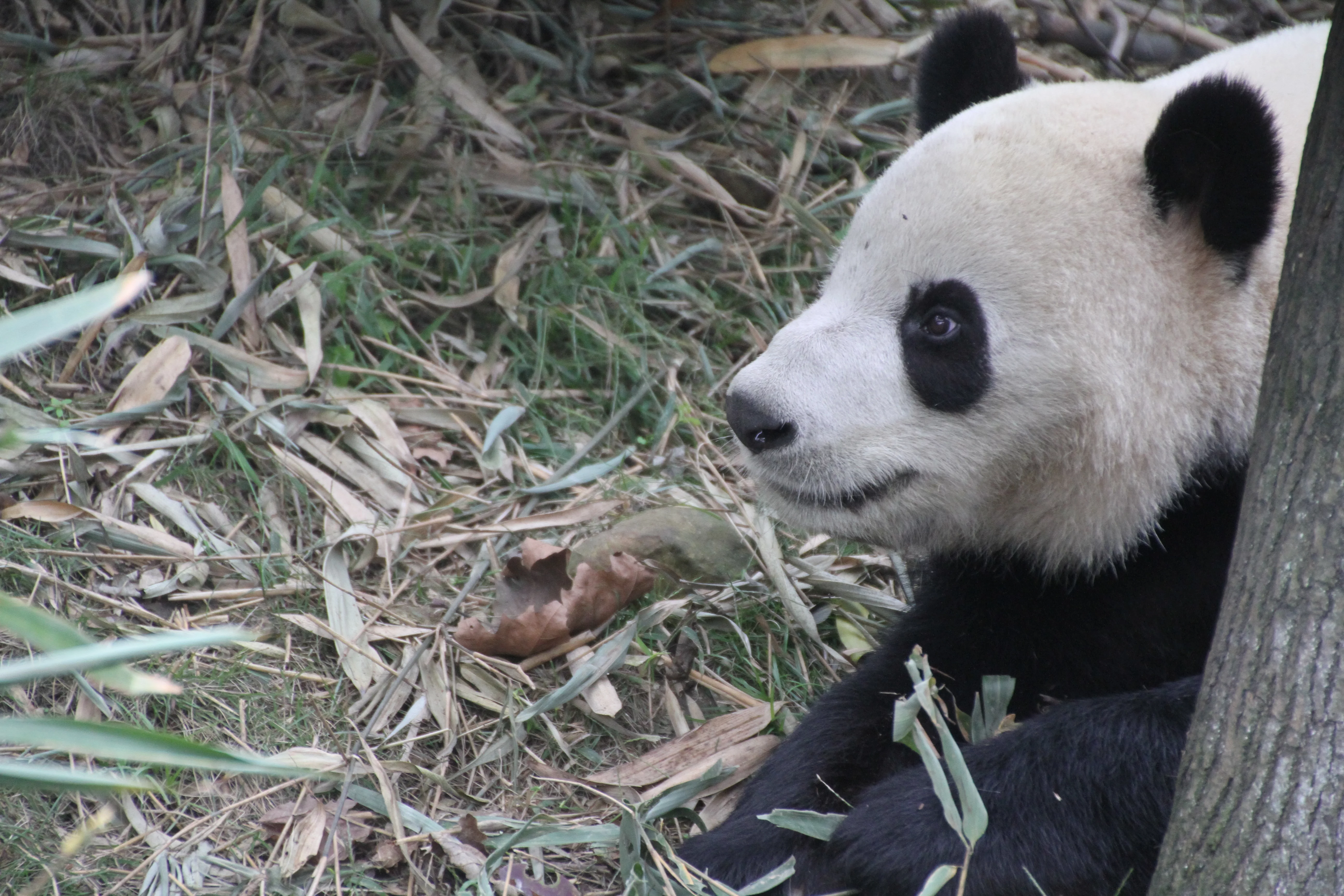 Chengdu Field Research Centre for Giant Pandas of CRBGPB