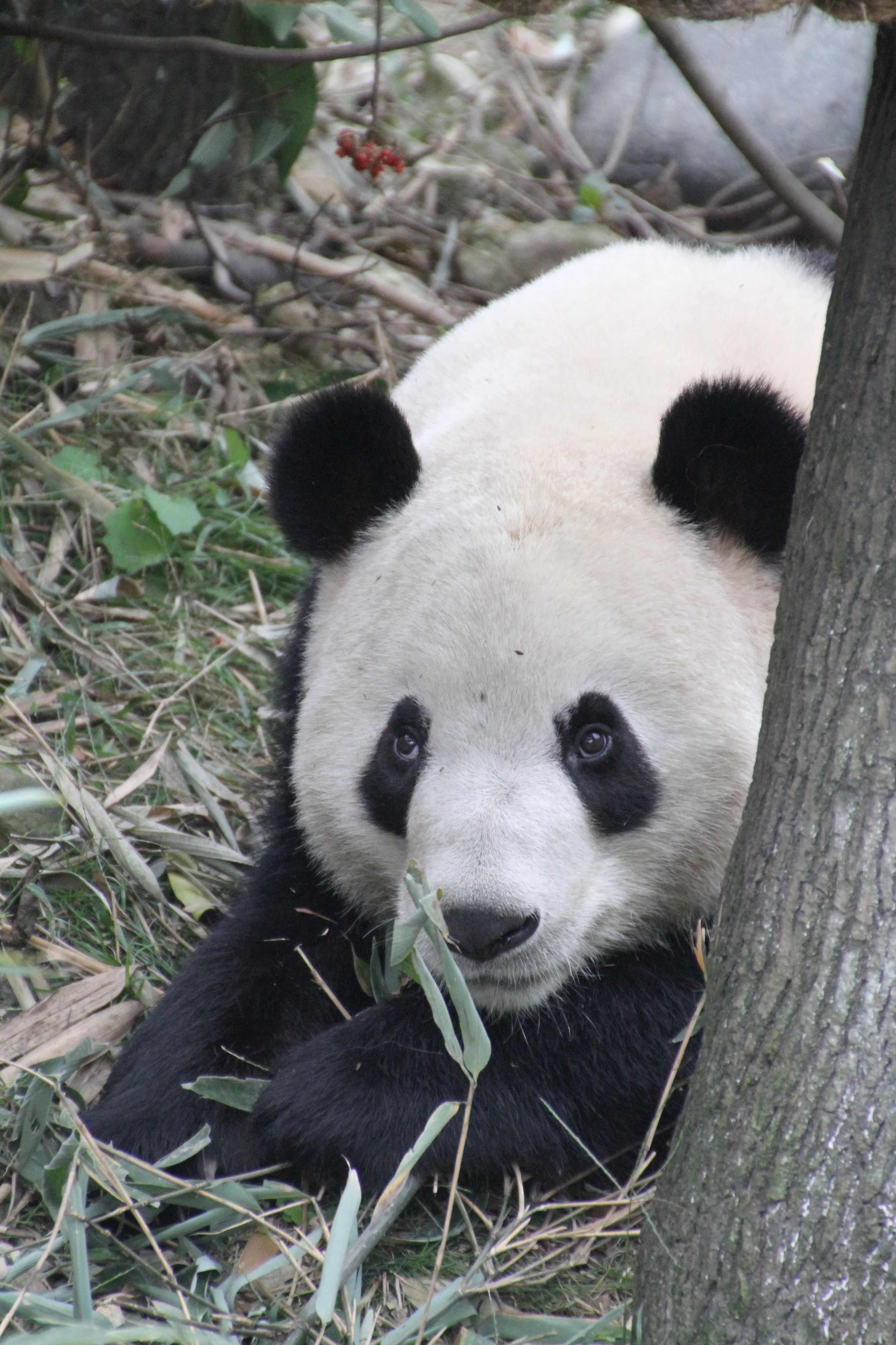 Chengdu Field Research Centre for Giant Pandas of CRBGPB