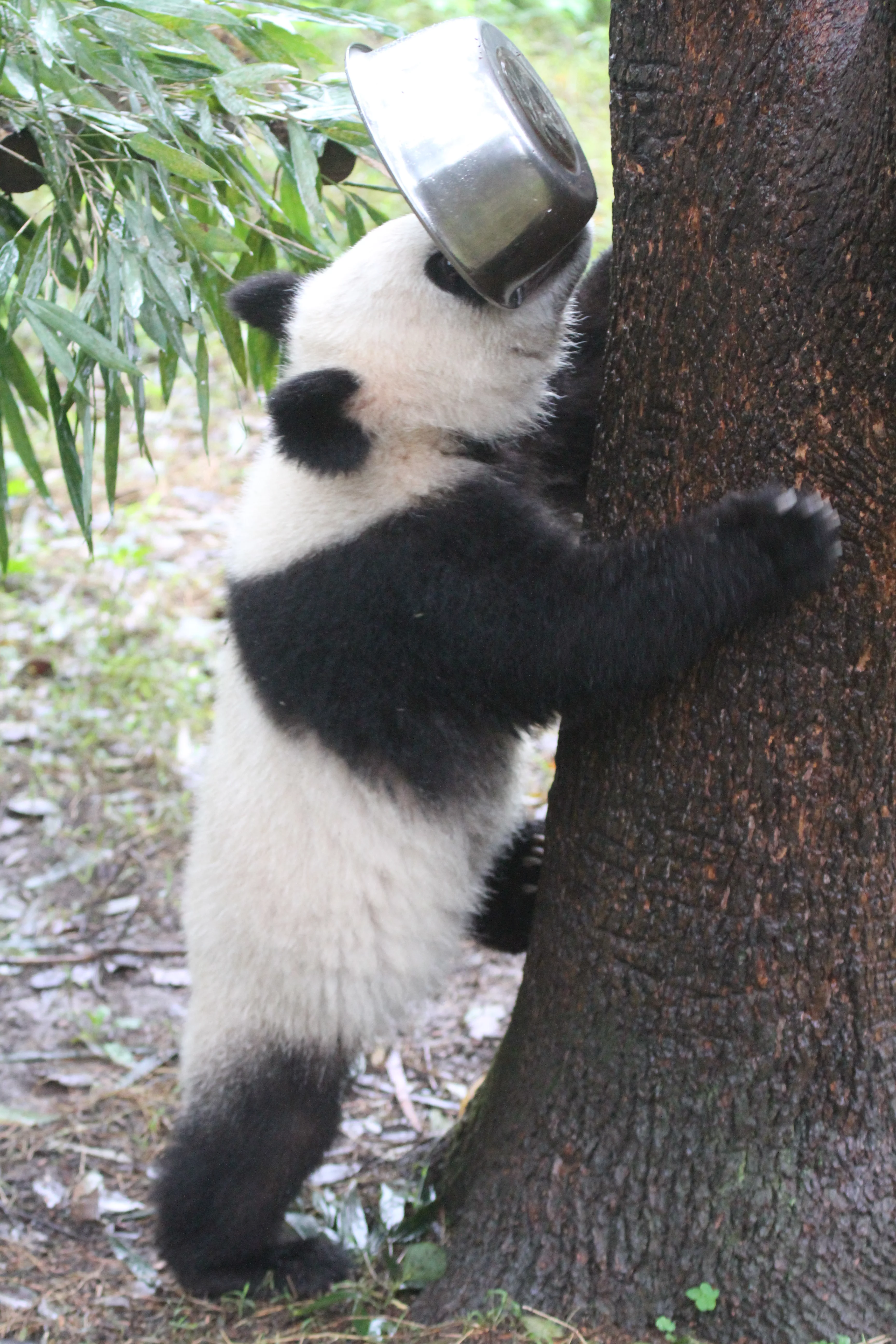 Chongqing Zoo