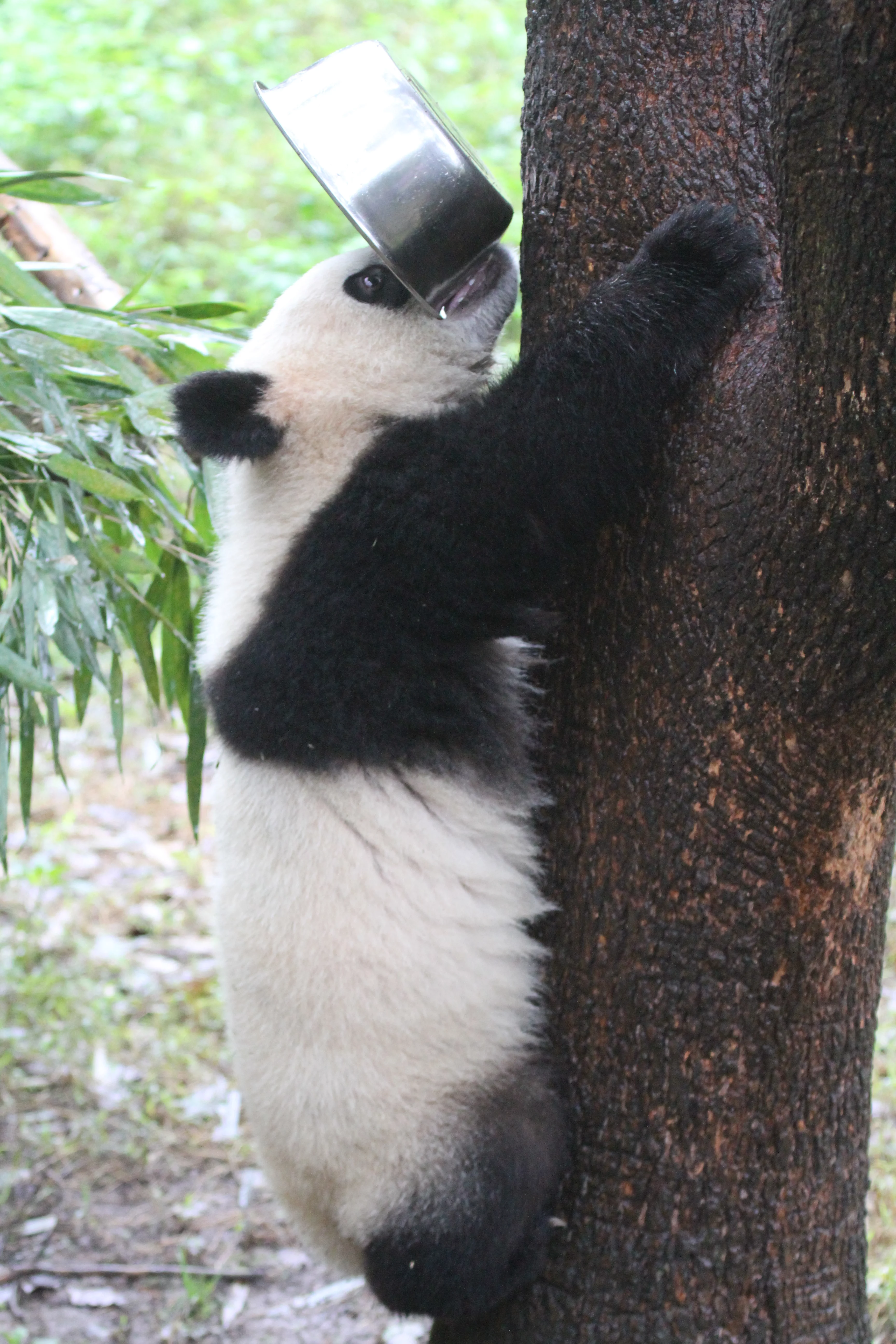 Chongqing Zoo