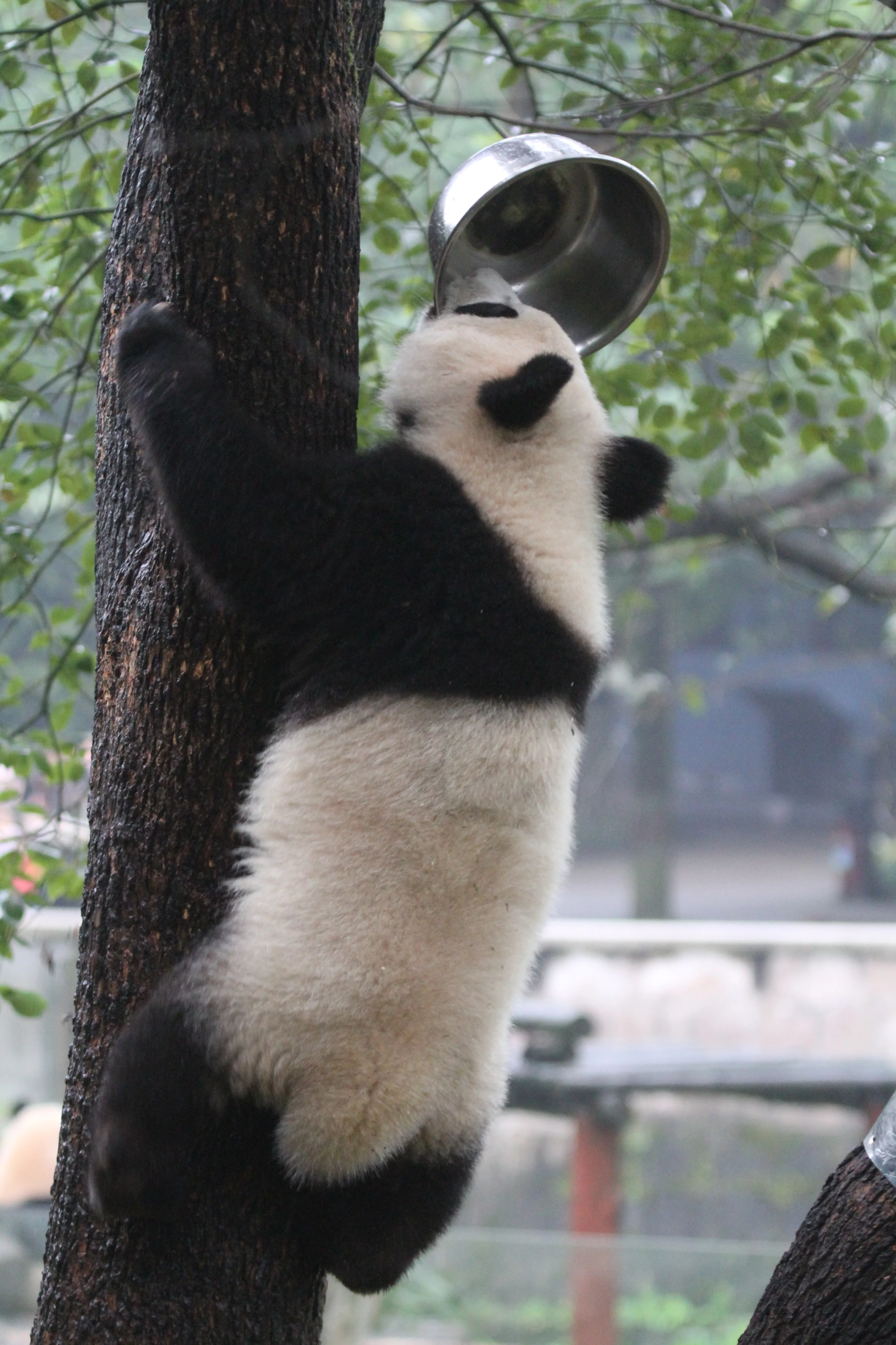 Chongqing Zoo