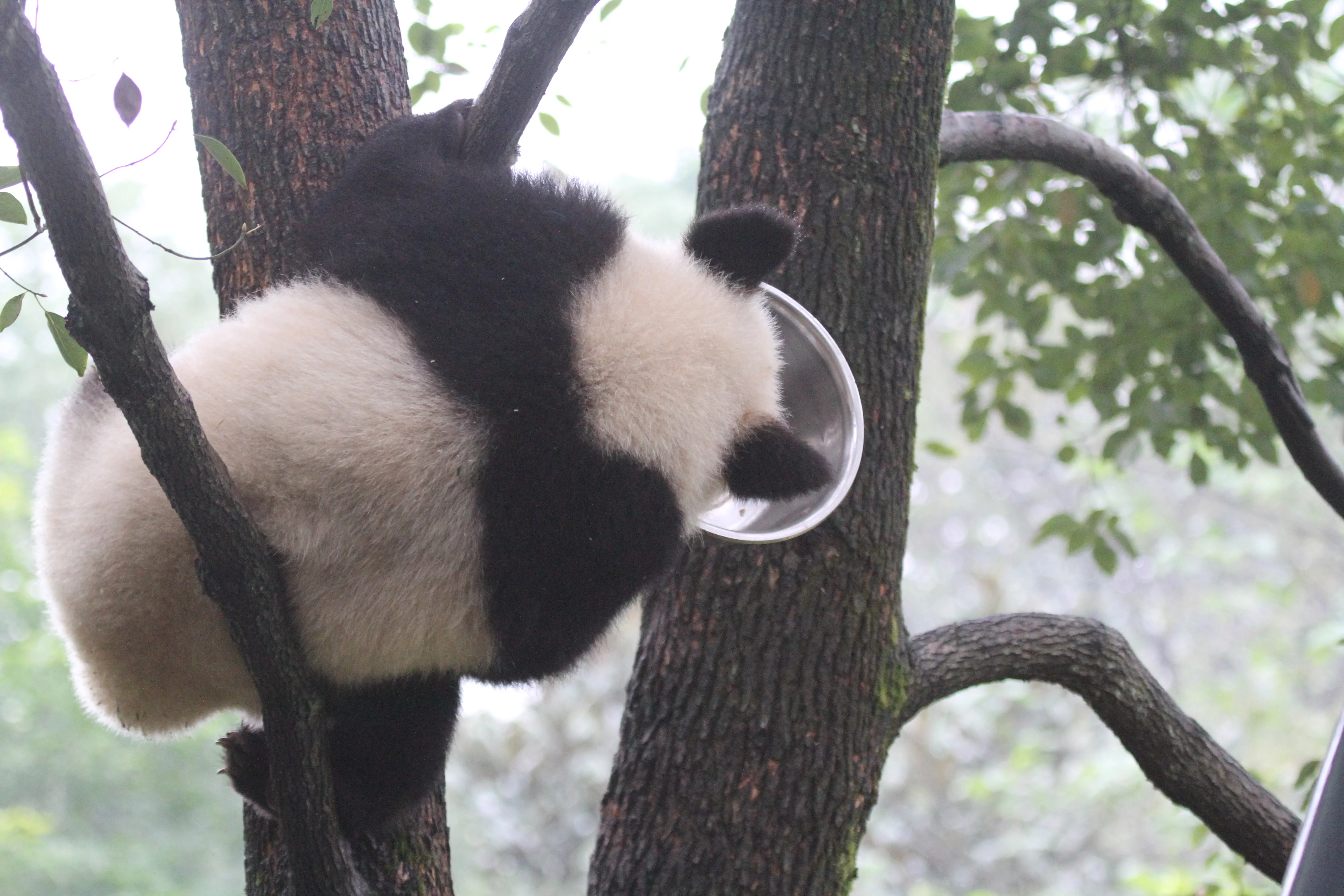 Chongqing Zoo