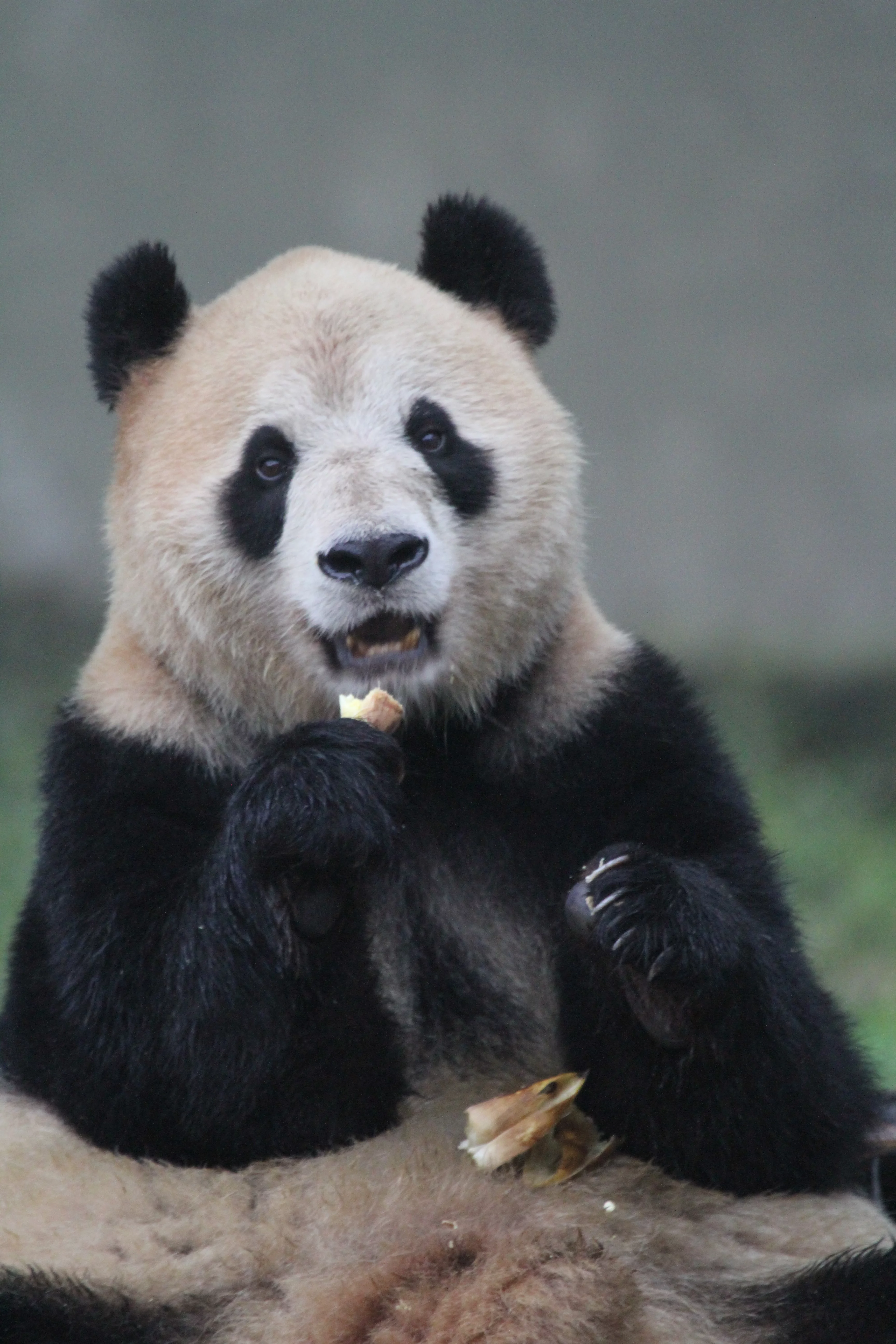 Chongqing Zoo