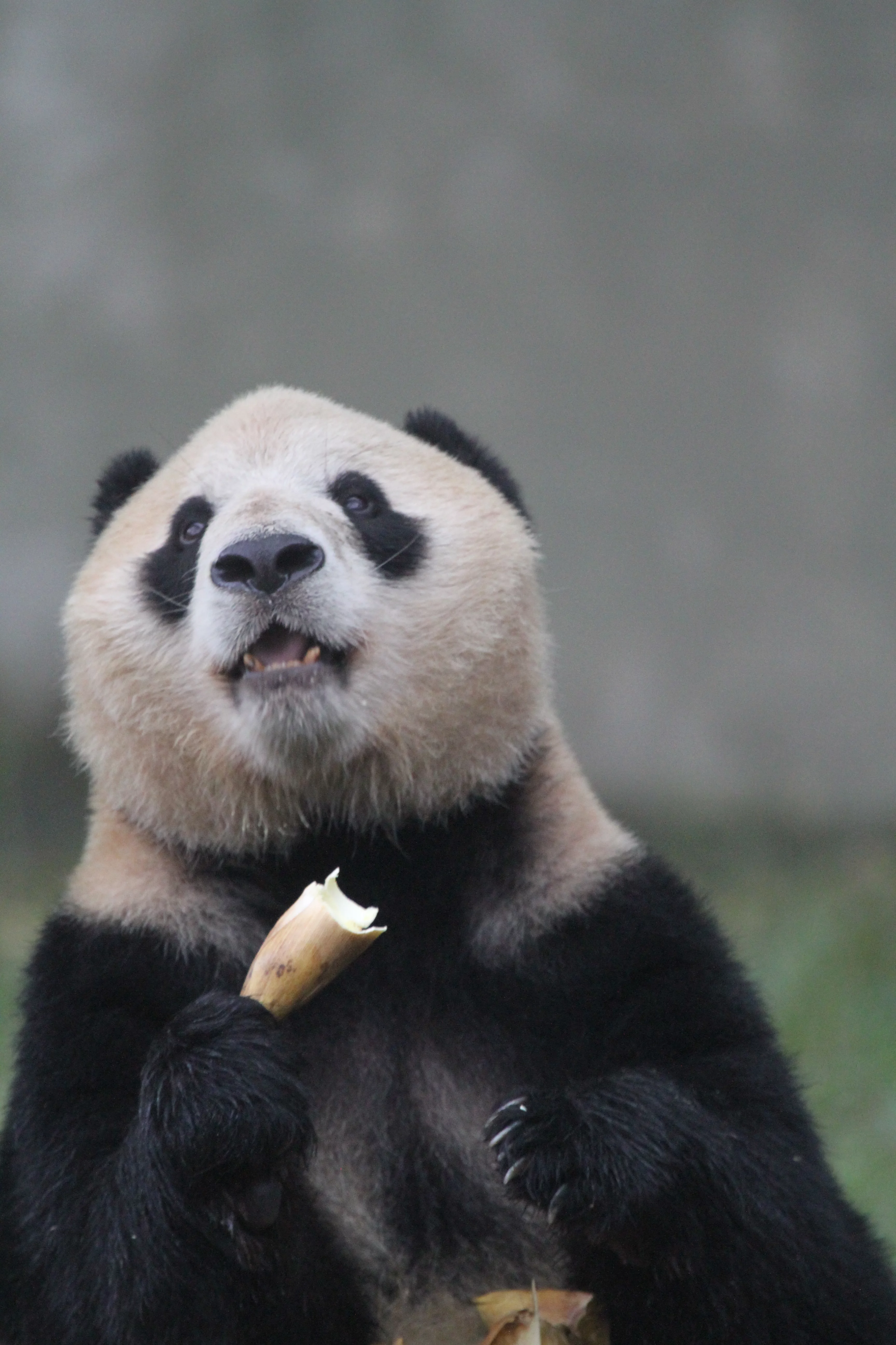 Chongqing Zoo