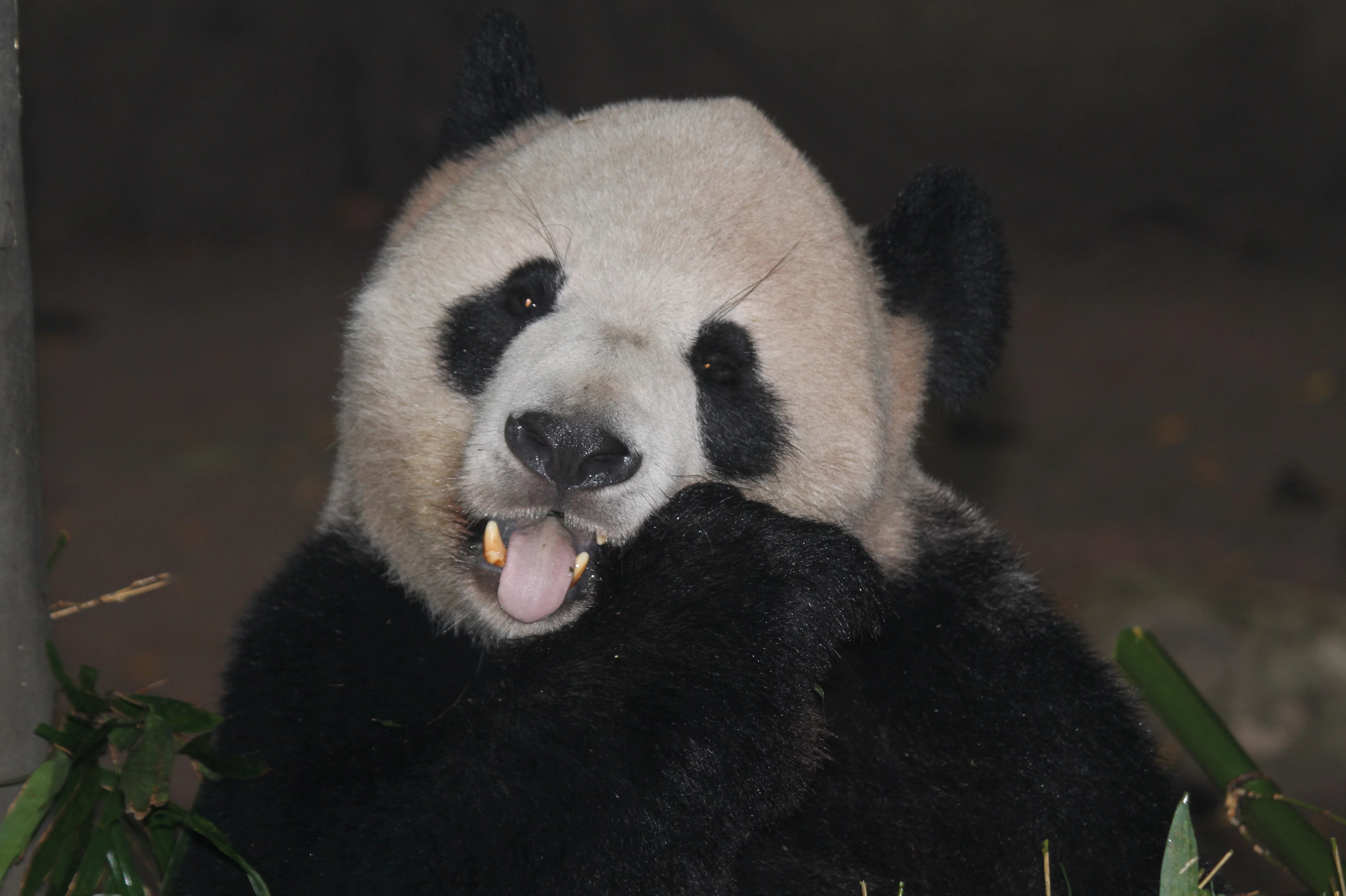 Chongqing Zoo
