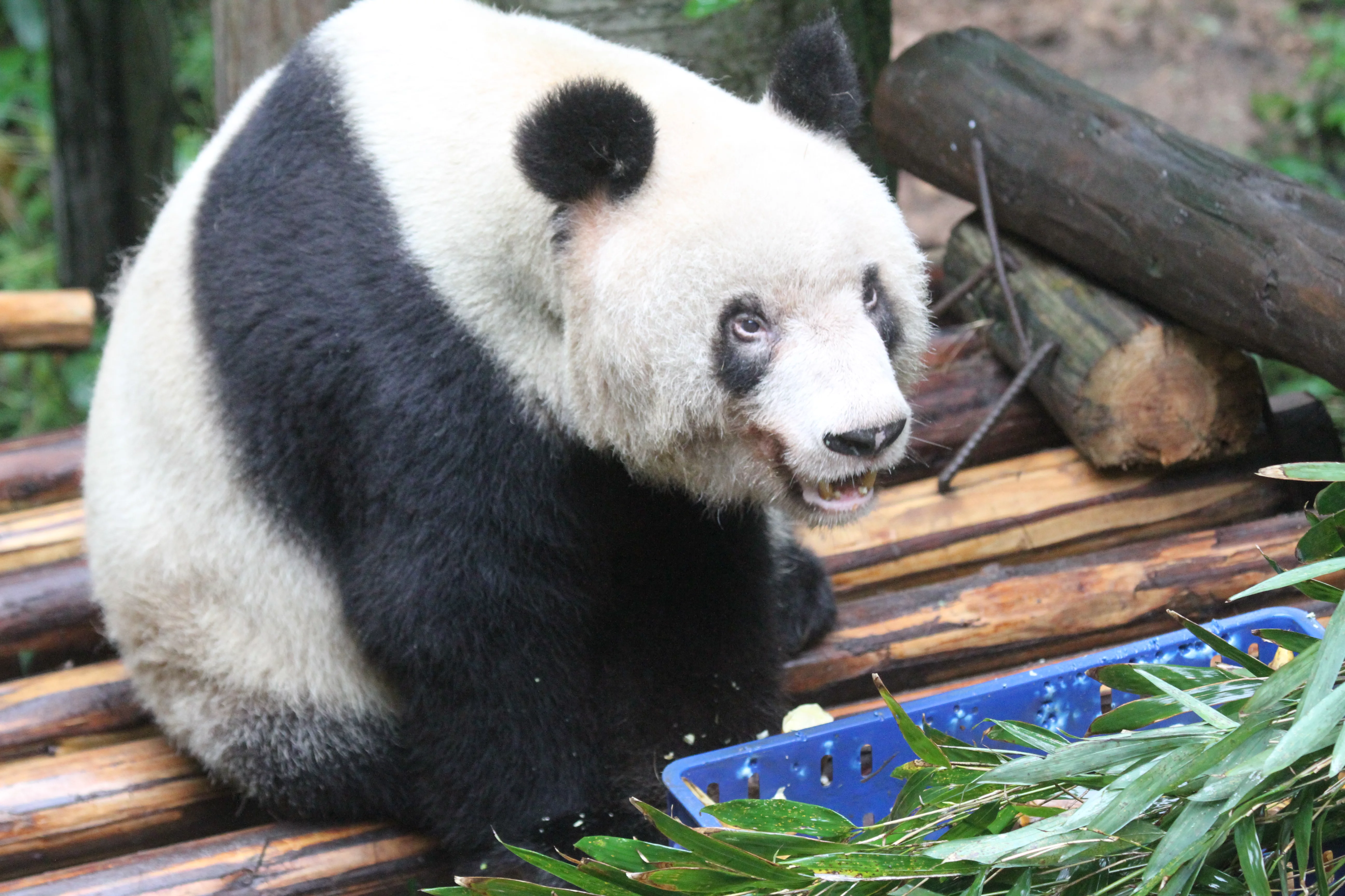 Chongqing Zoo