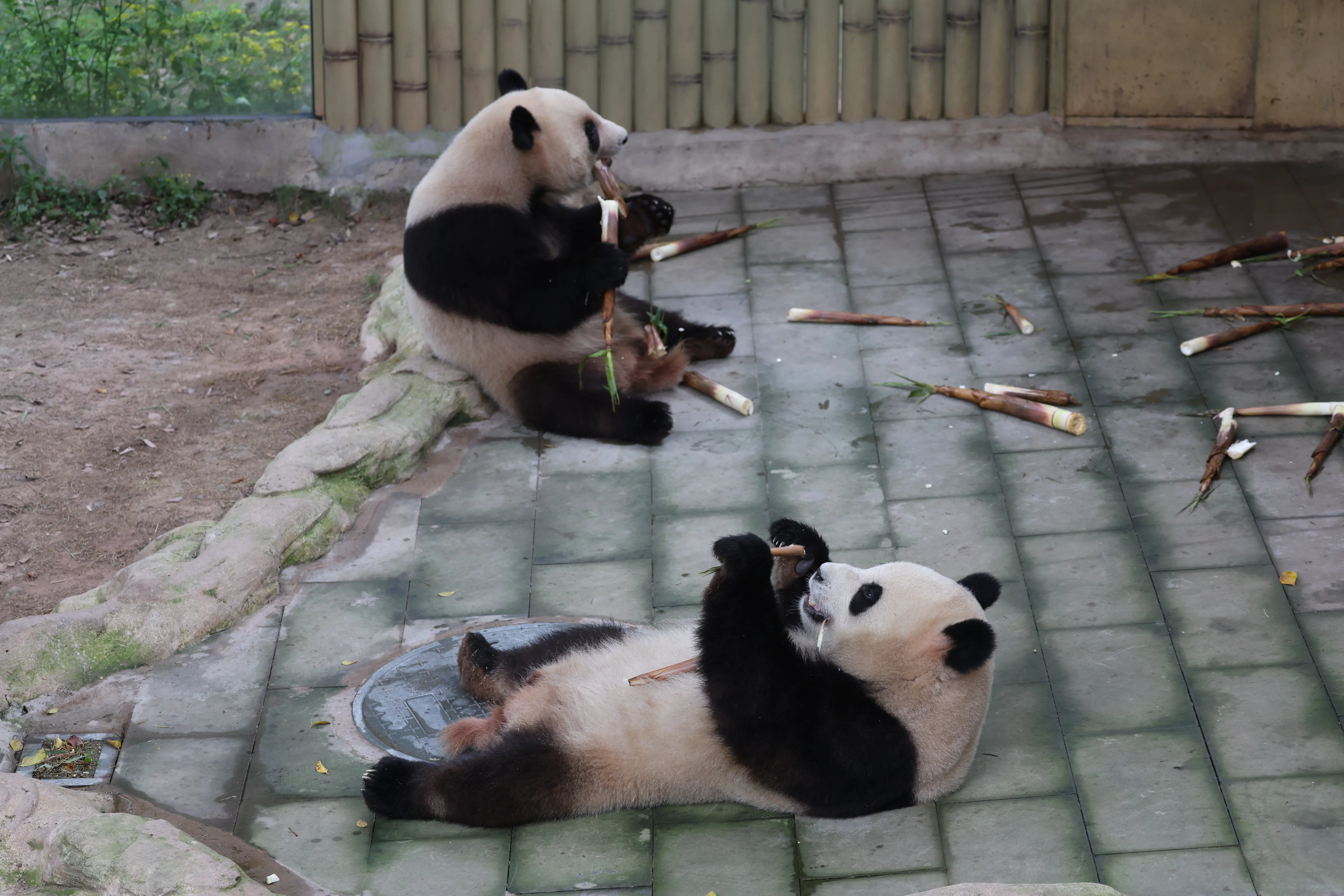 Chongqing Zoo