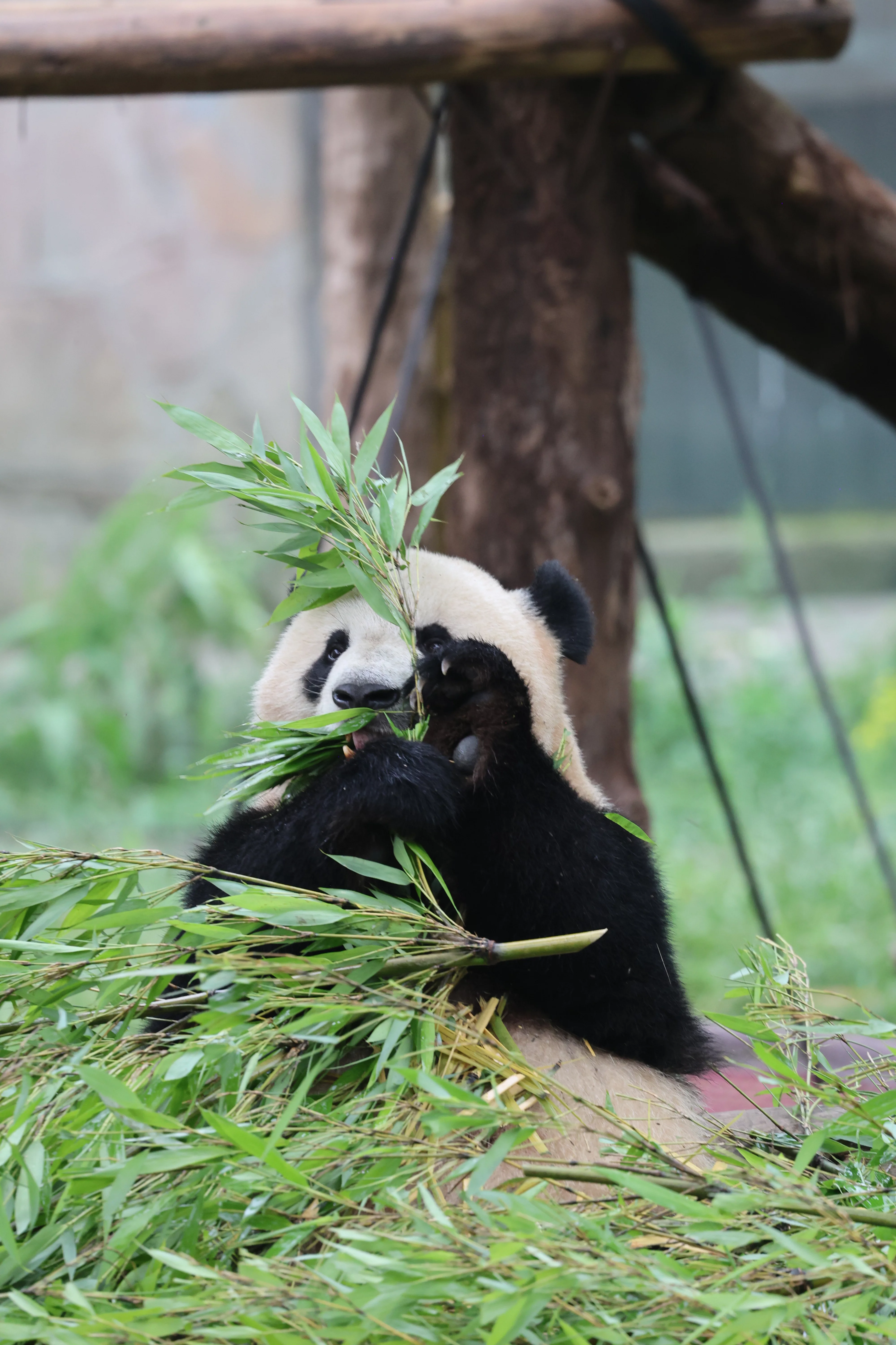 Chongqing Zoo