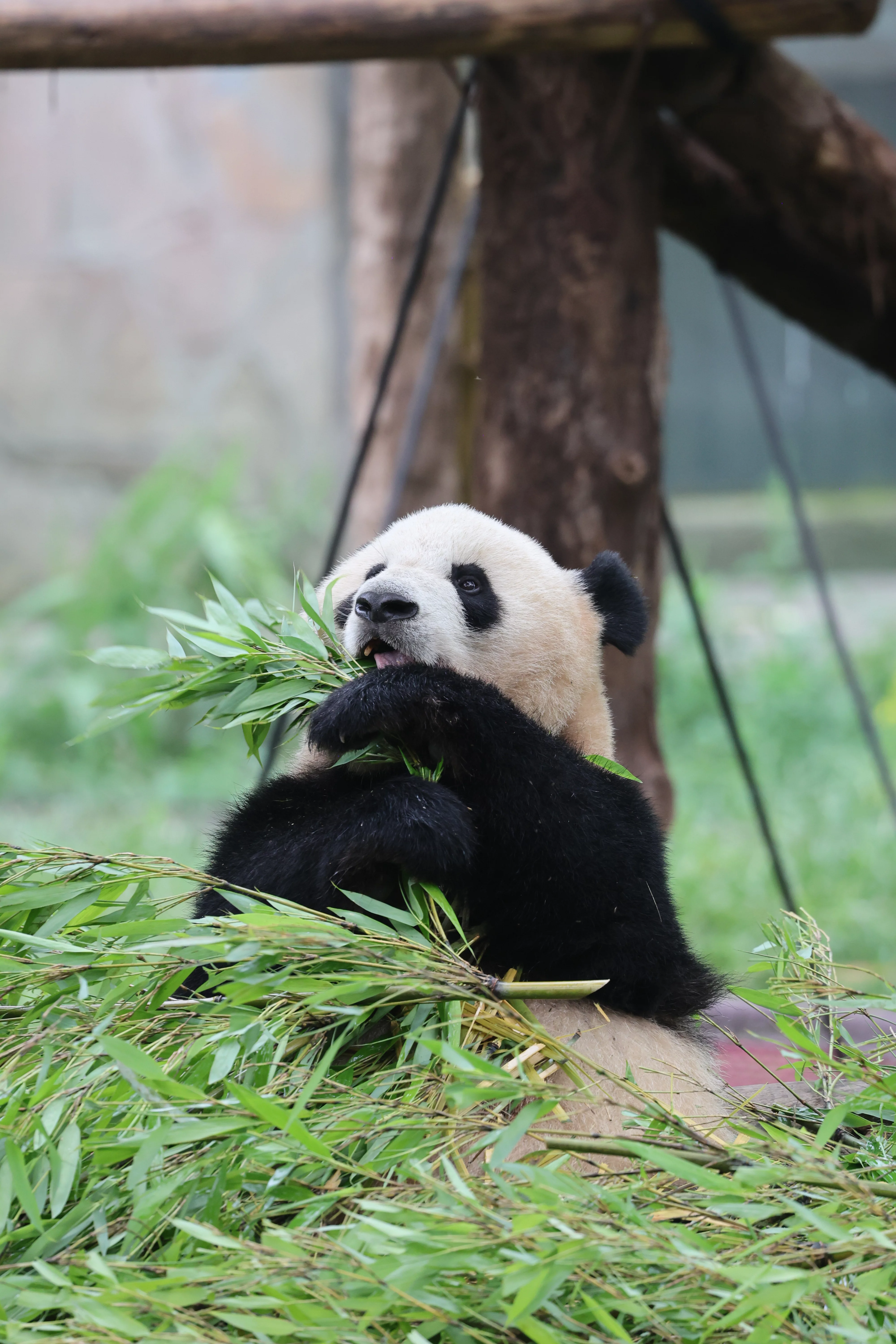 Chongqing Zoo