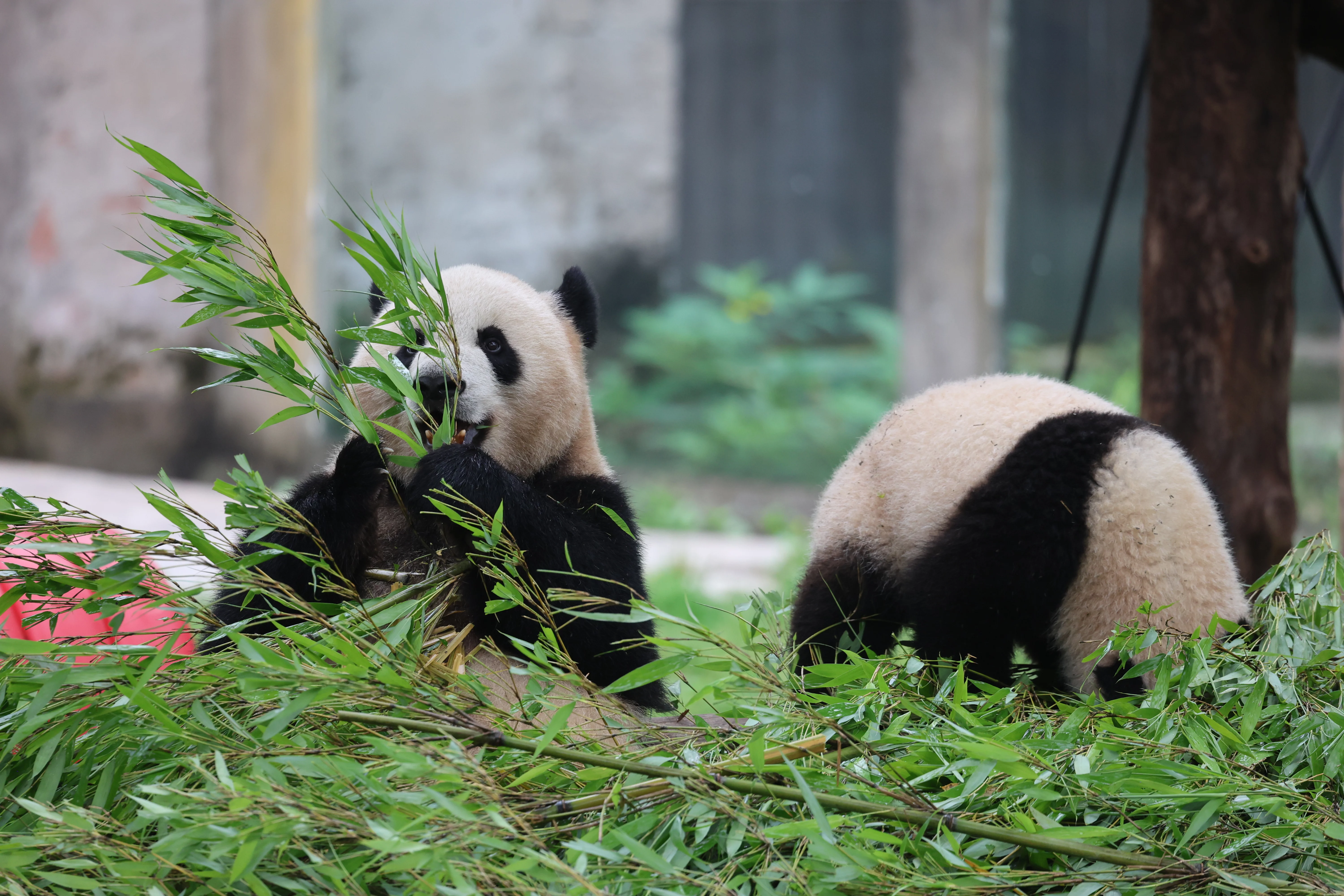 Chongqing Zoo
