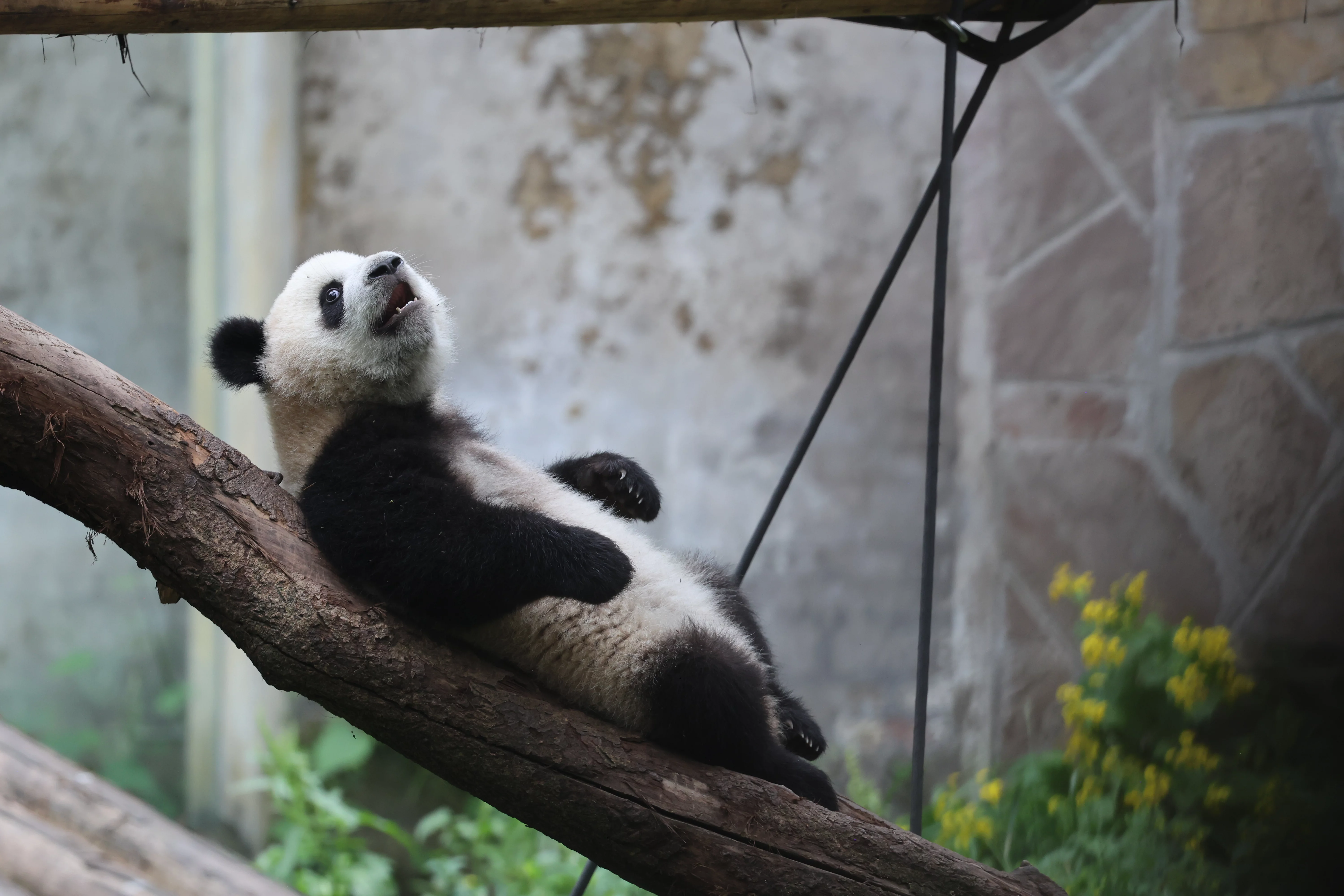 Chongqing Zoo