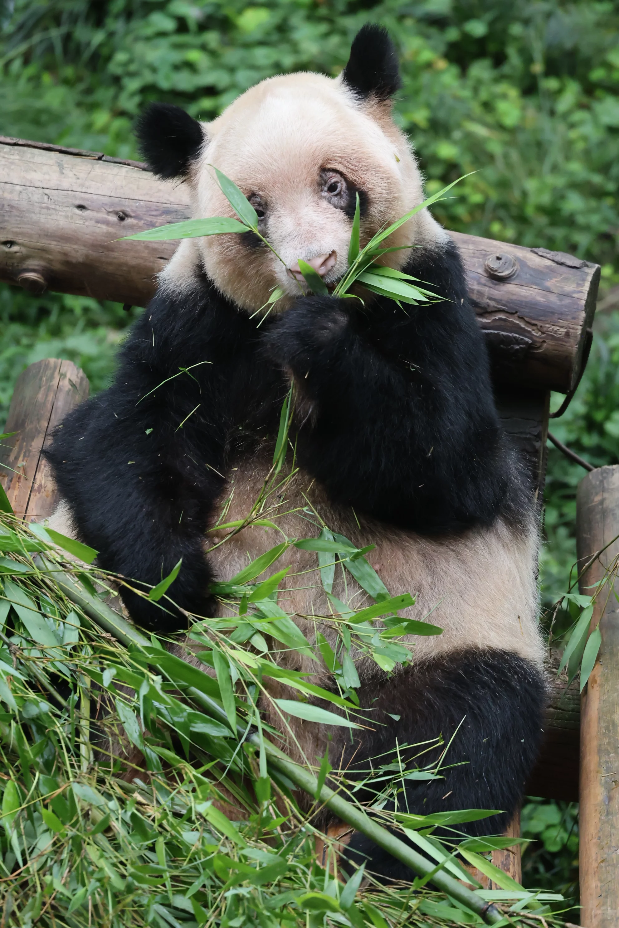 Chongqing Zoo