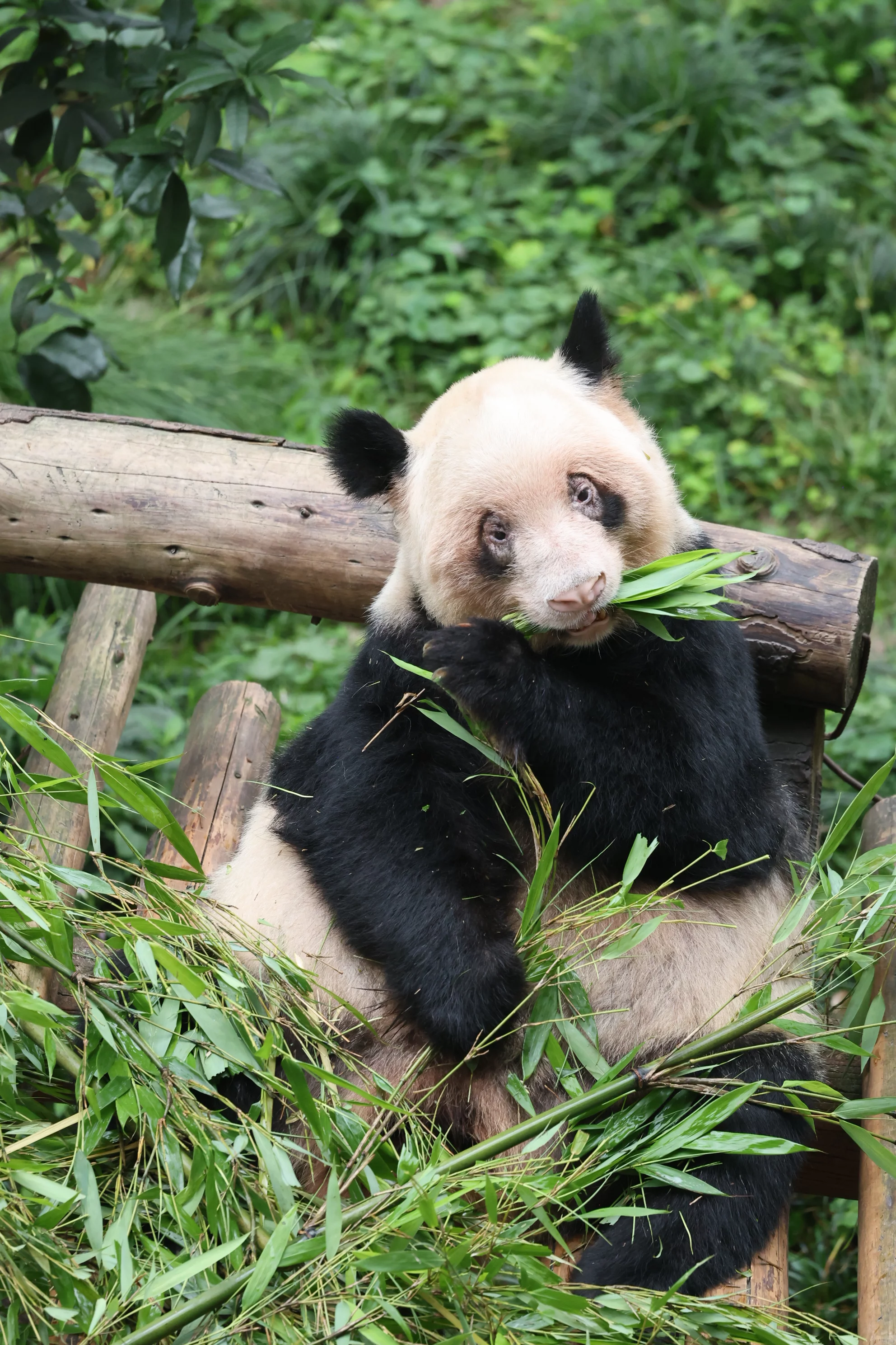 Chongqing Zoo
