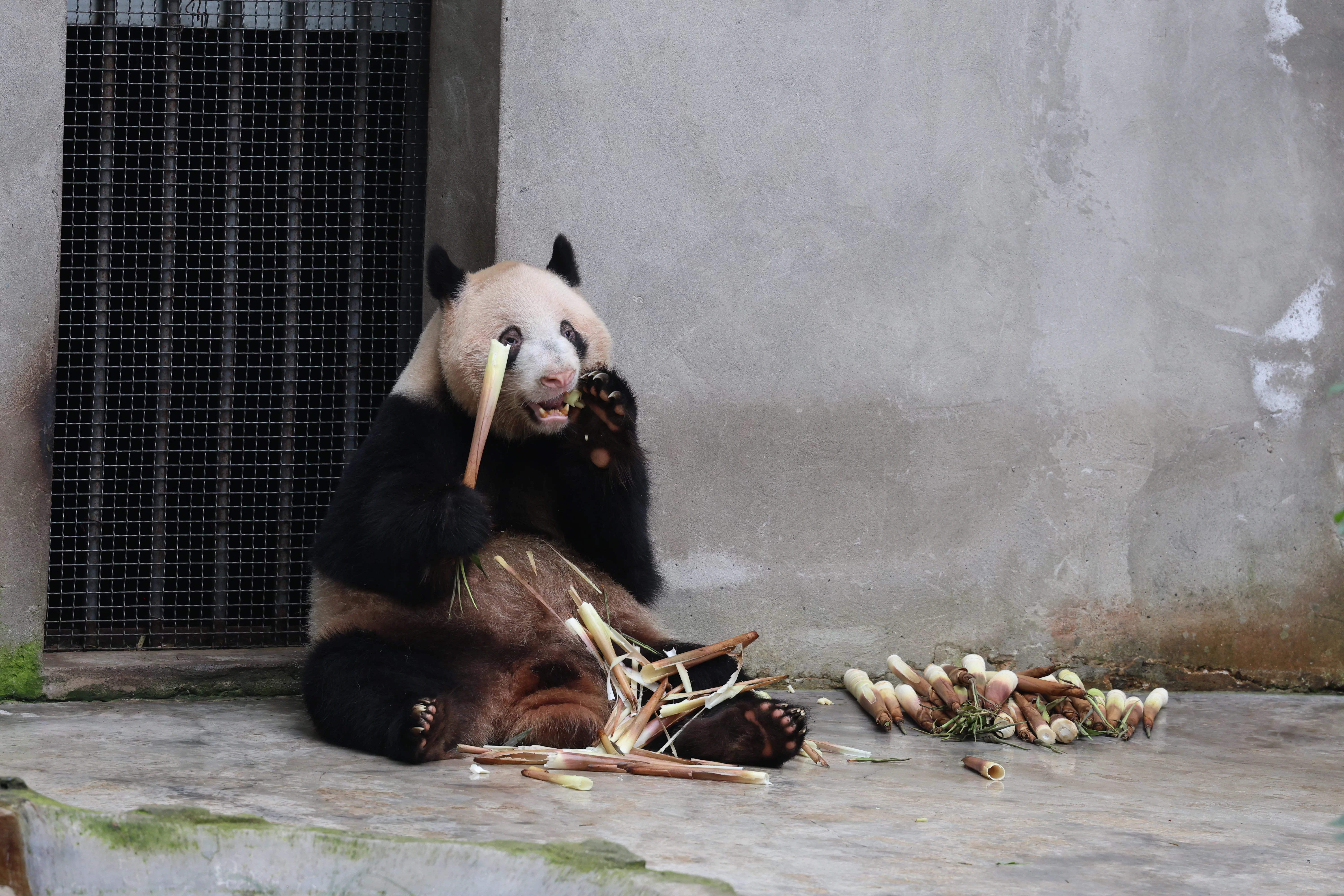 Chongqing Zoo
