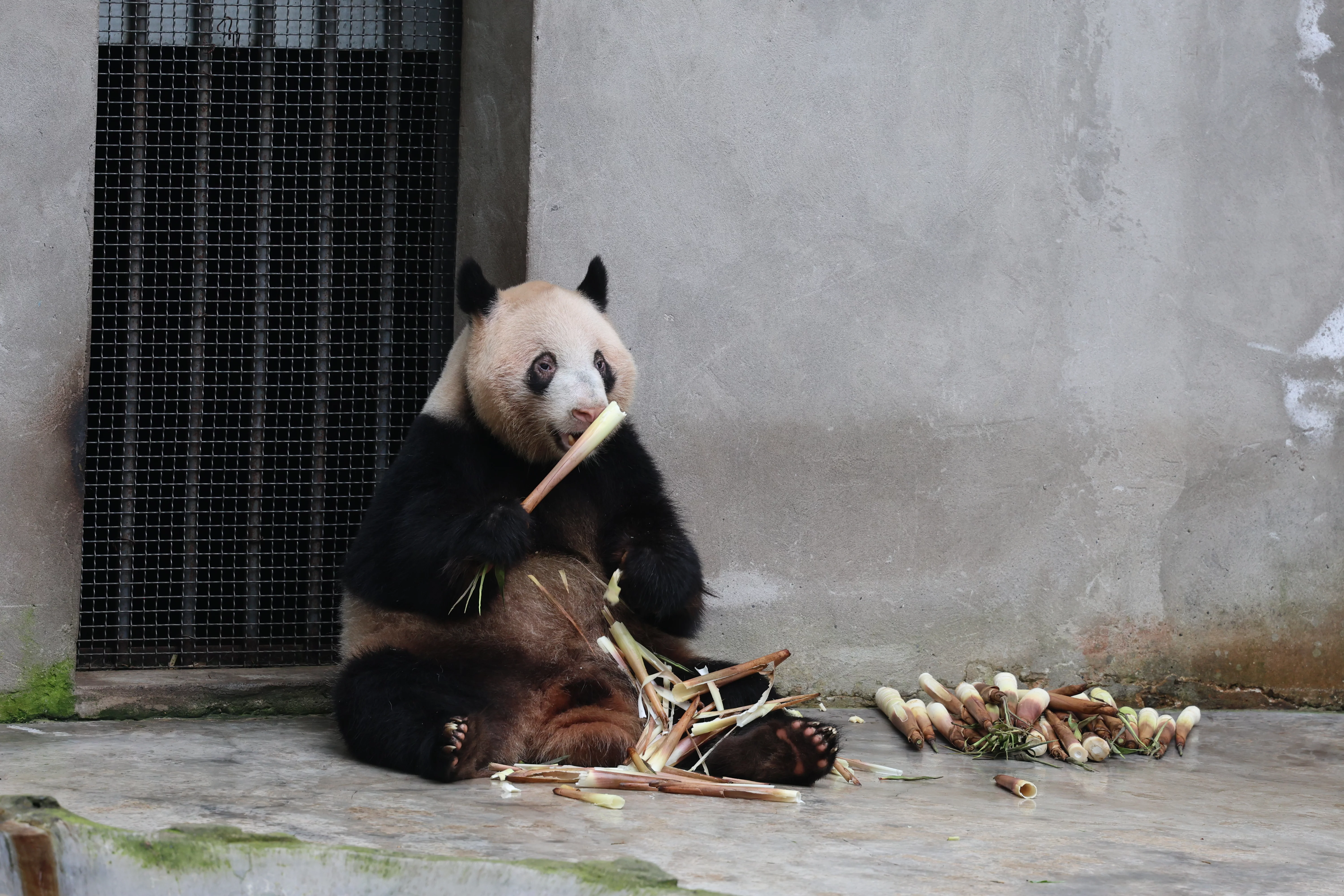 Chongqing Zoo