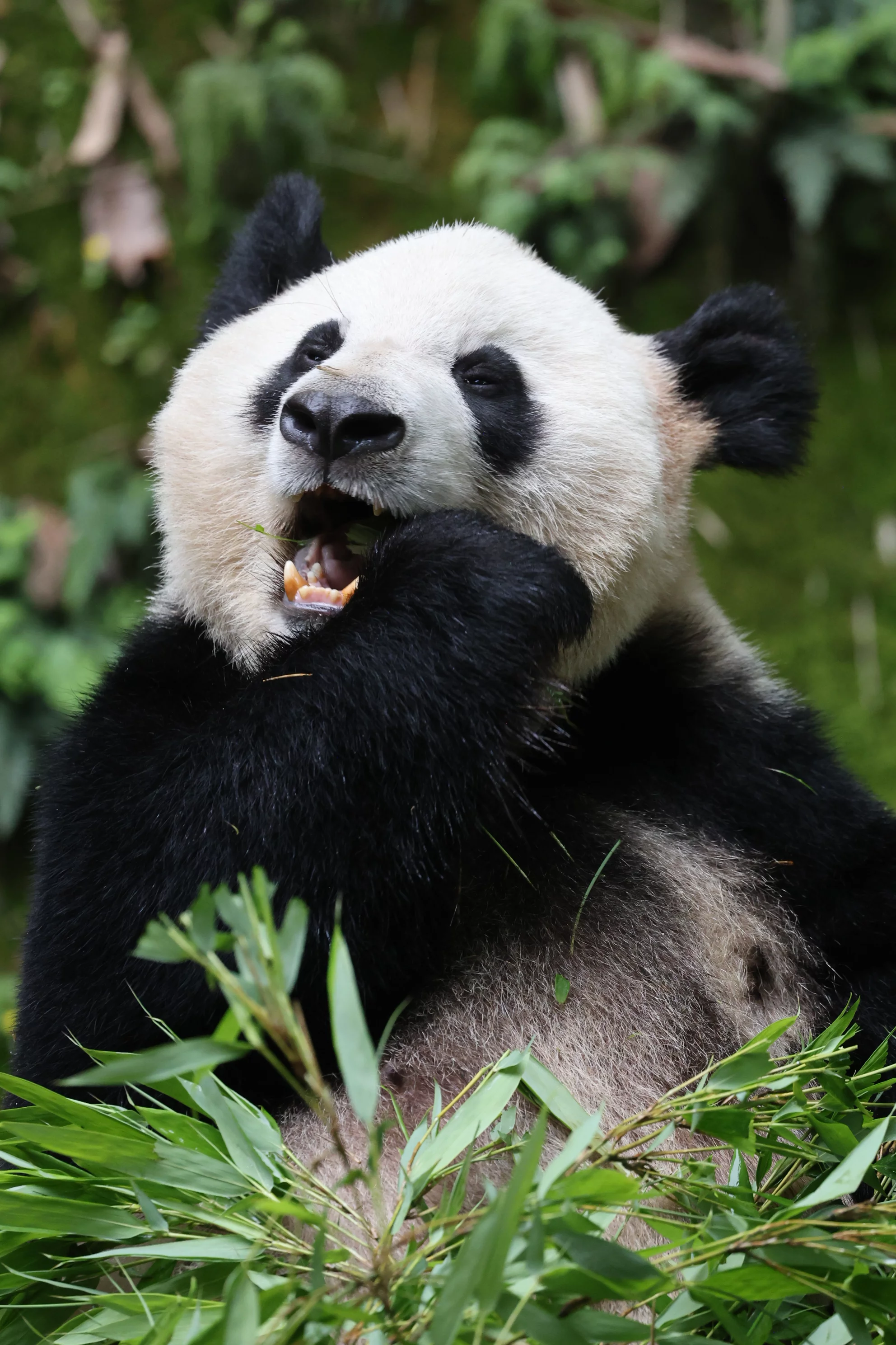 Chongqing Zoo