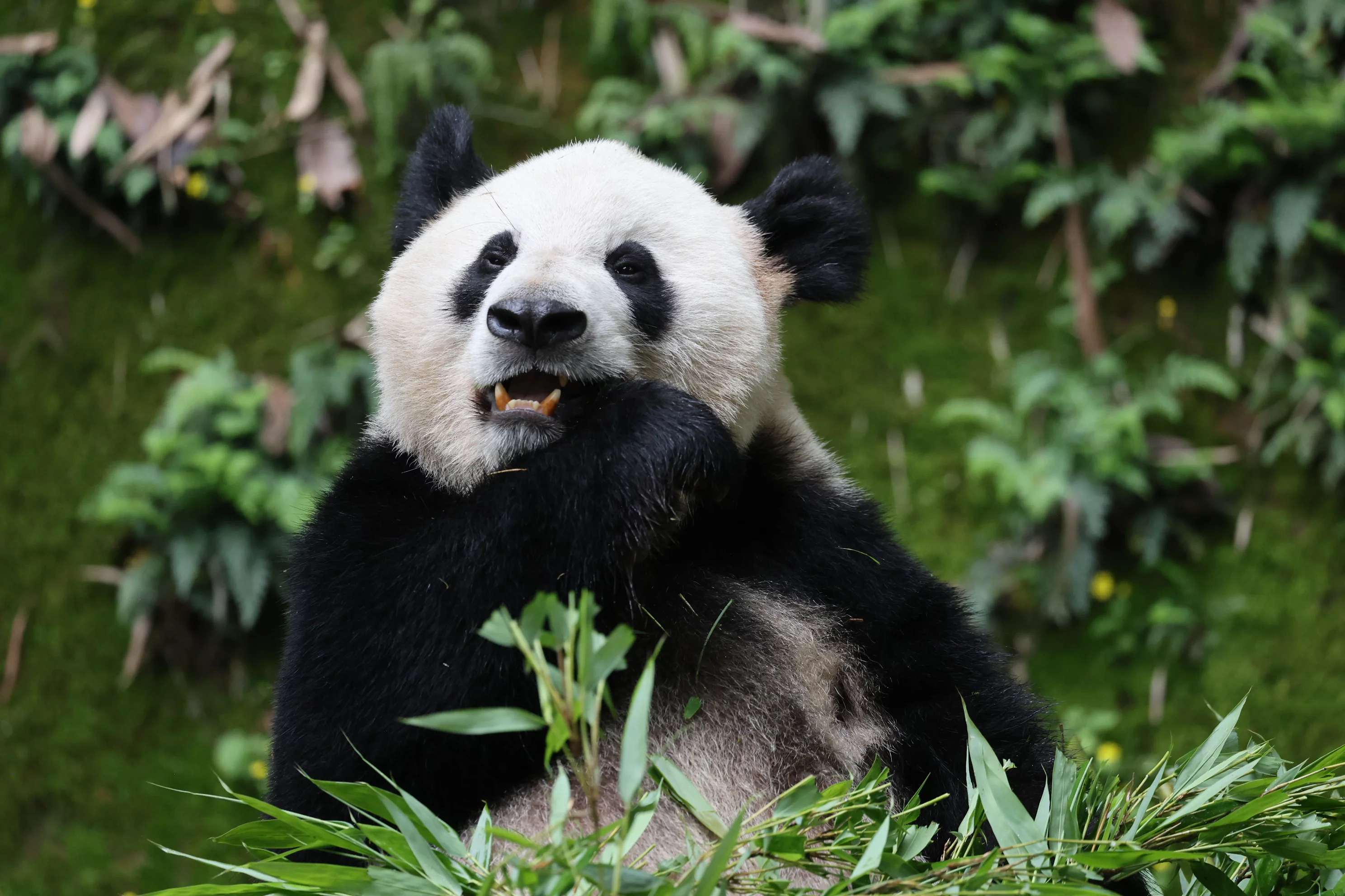 Chongqing Zoo